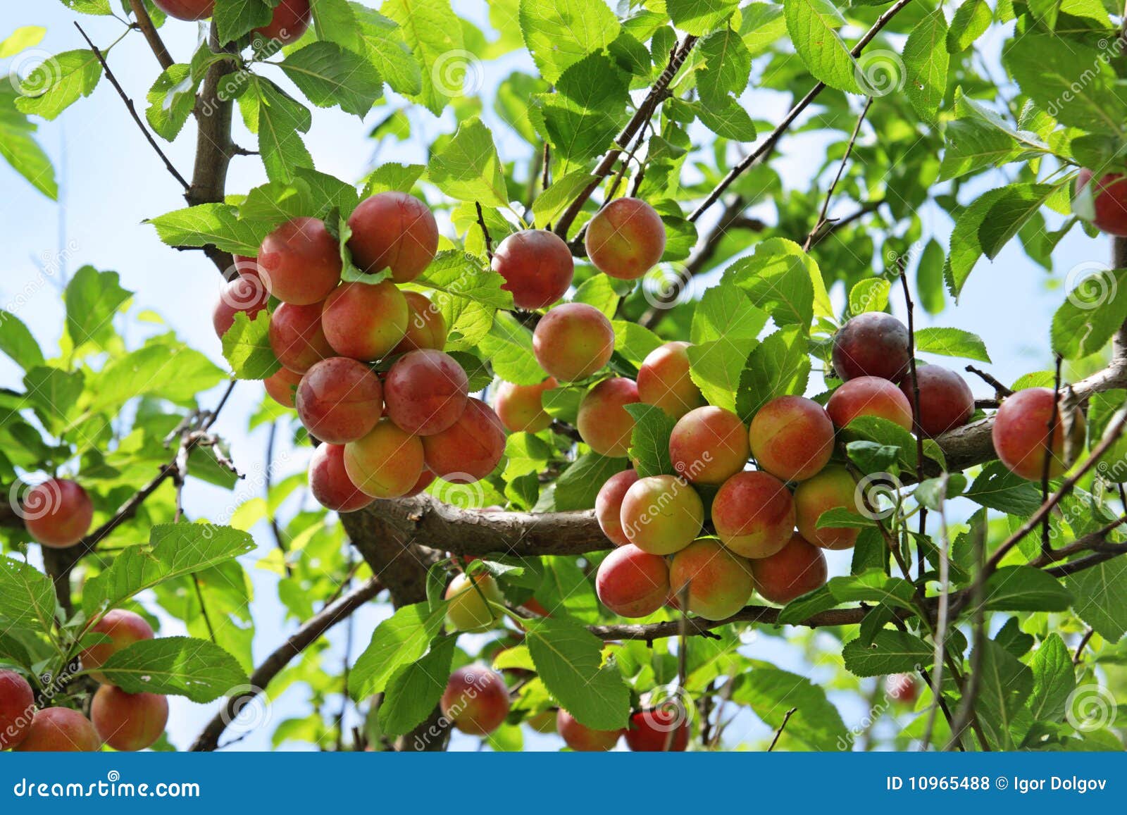 Ripening plums stock photo. Image of delicious, background 10965488