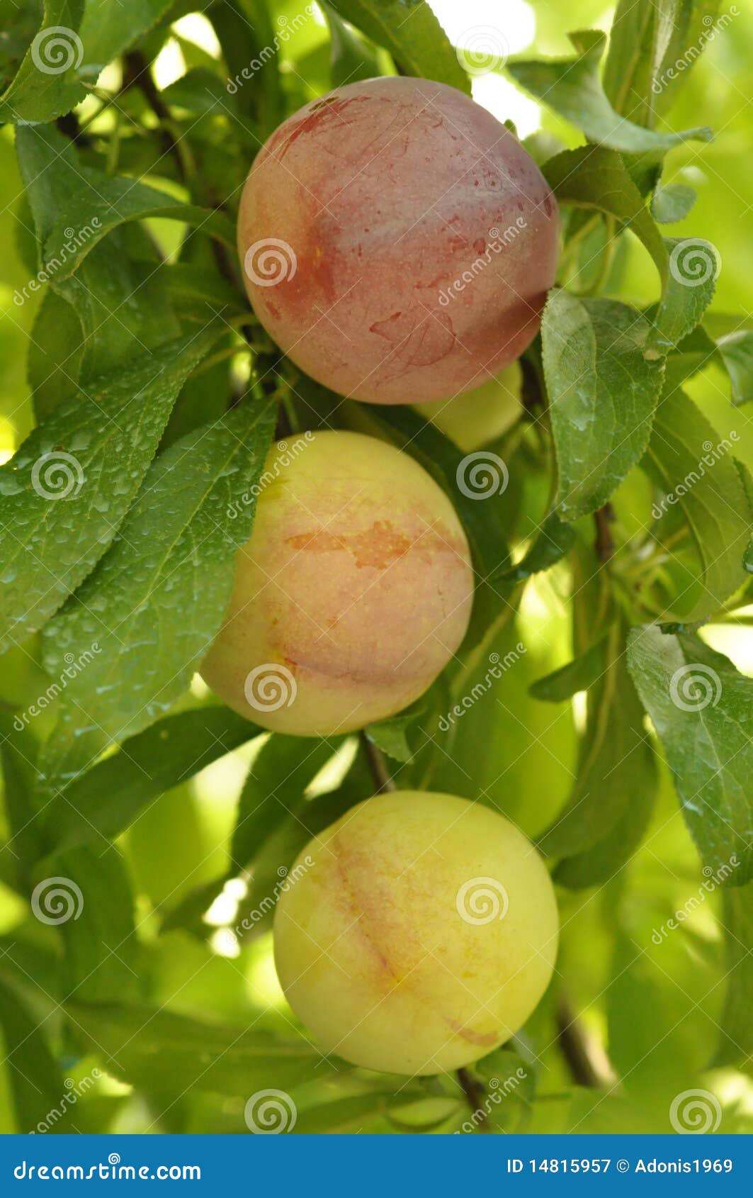 Ripening plums stock image. Image of outdoor, food, three 14815957