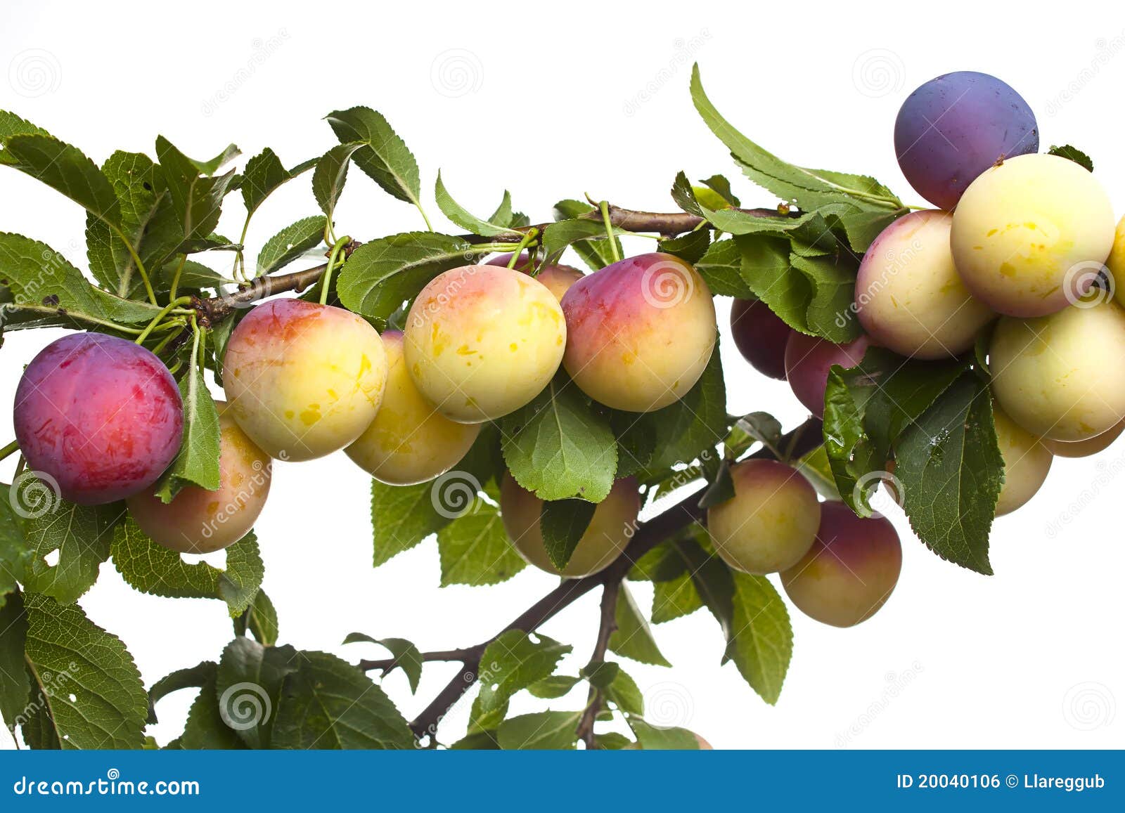 Ripening plums stock photo. Image of leaf, green, stem 20040106
