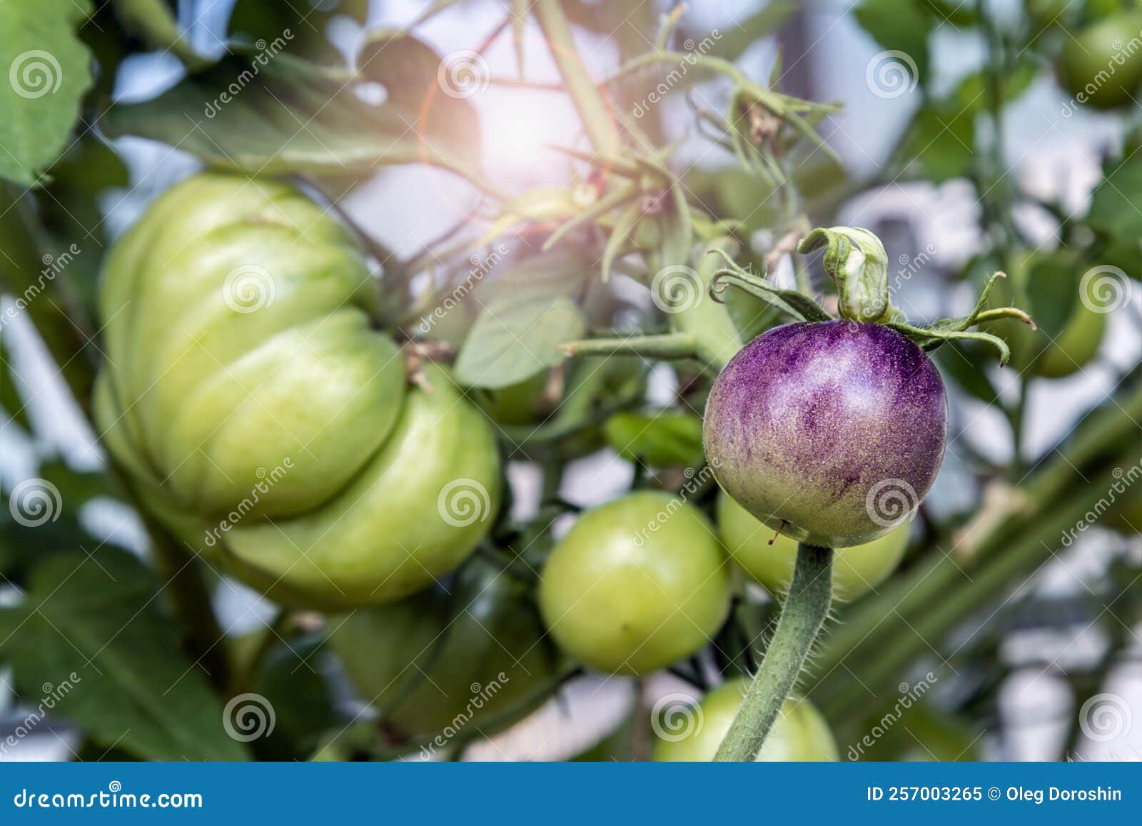 Ripening Tomatoes Grow in a Greenhouse. Focus on the Tomato Stock Image