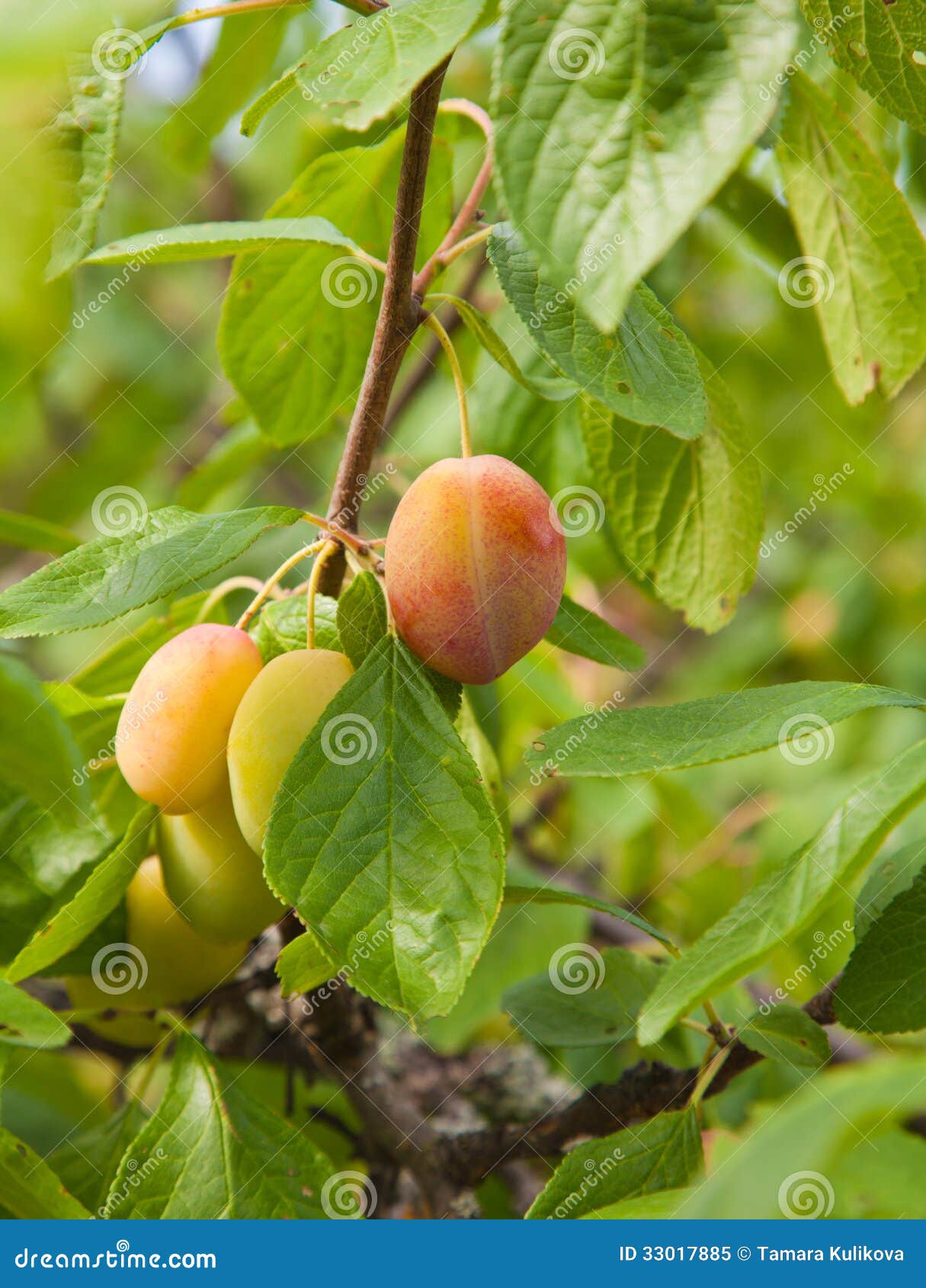 Ripening victoria plums stock image. Image of spotted 33017885