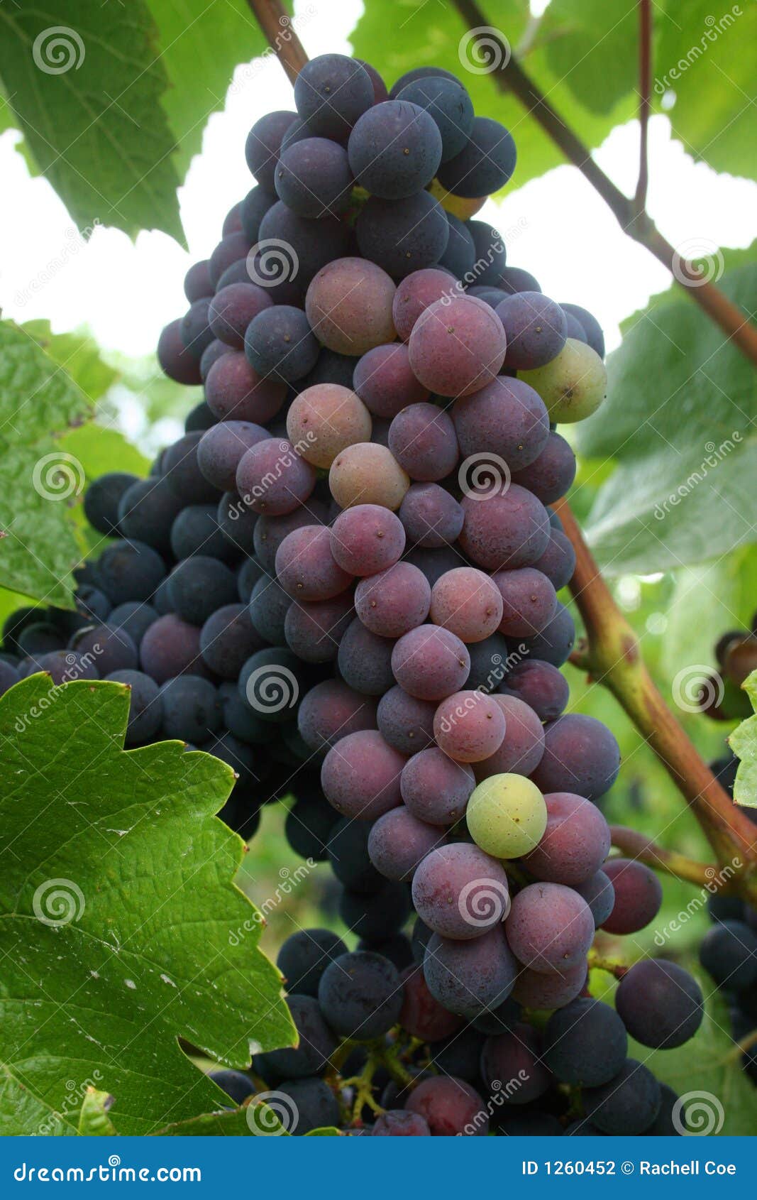 Ripening Wine Grapes stock photo. Image of harvest, close 1260452
