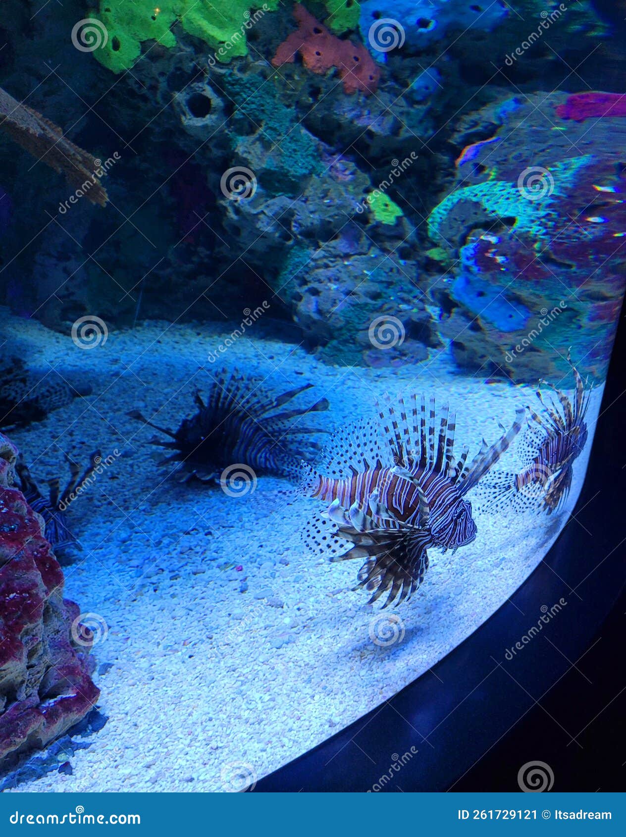 Ripley S Aquarium of the Smokies Editorial Photo - Image of aquarium