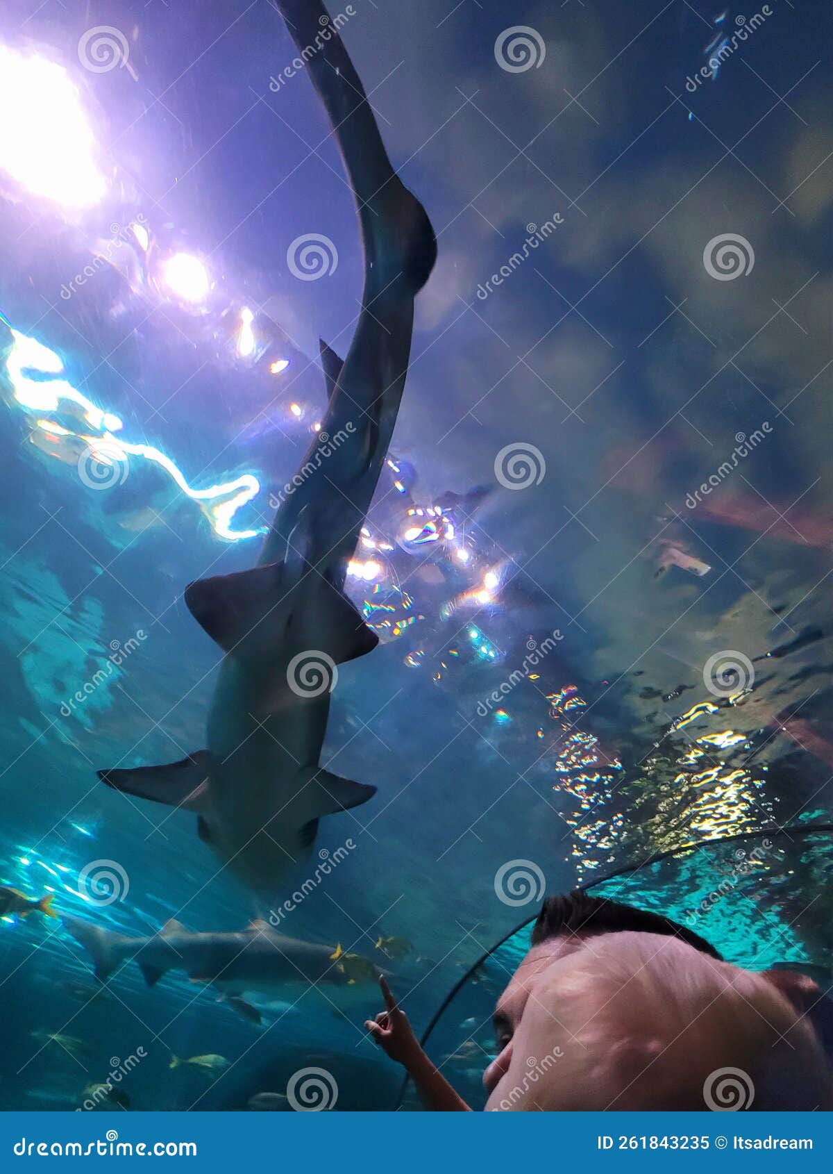 Ripley S Aquarium of the Smokies Editorial Image - Image of darkness