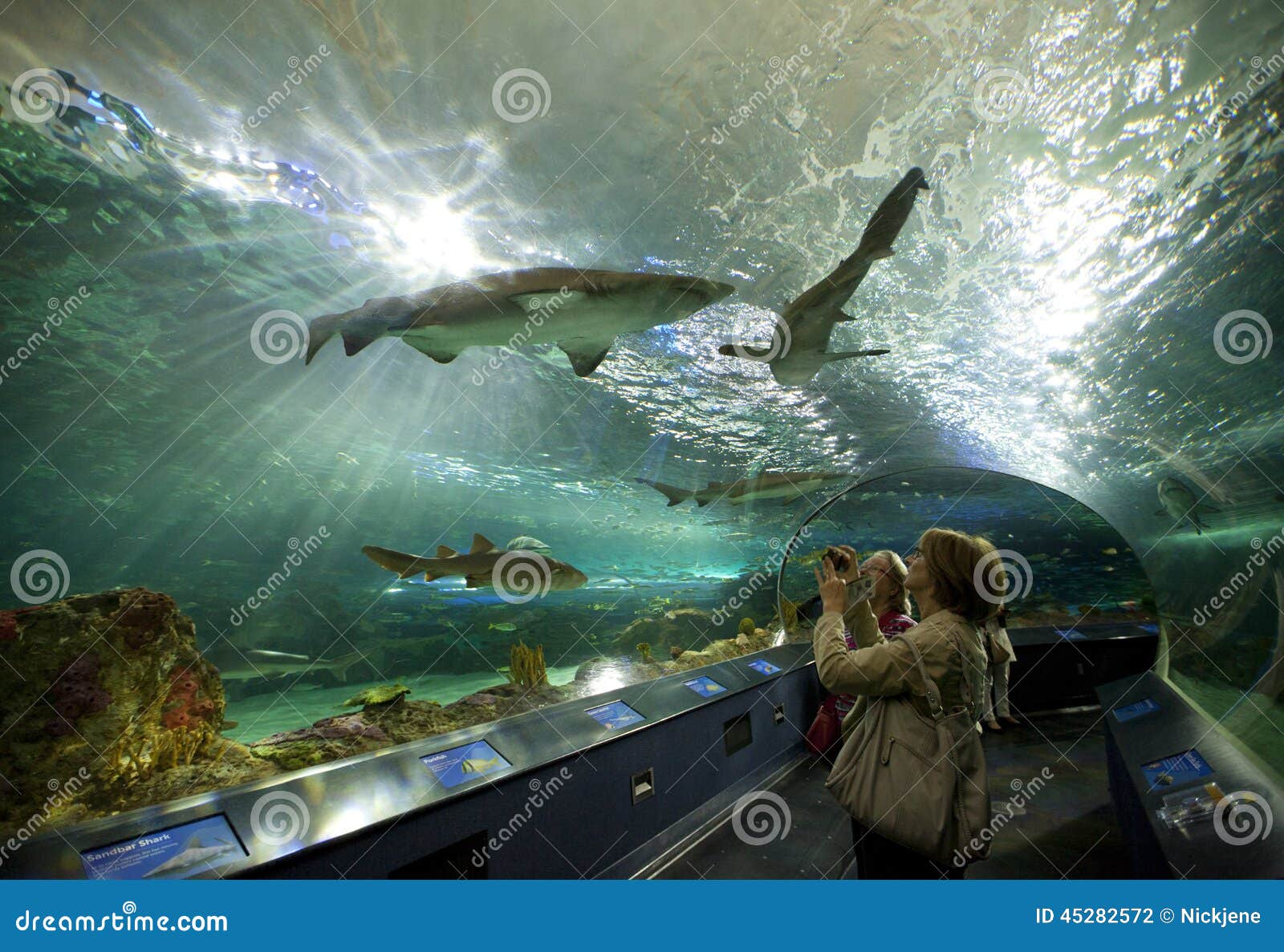 Ripleys Aquarium in Toronto Editorial Photography - Image of tourism ...