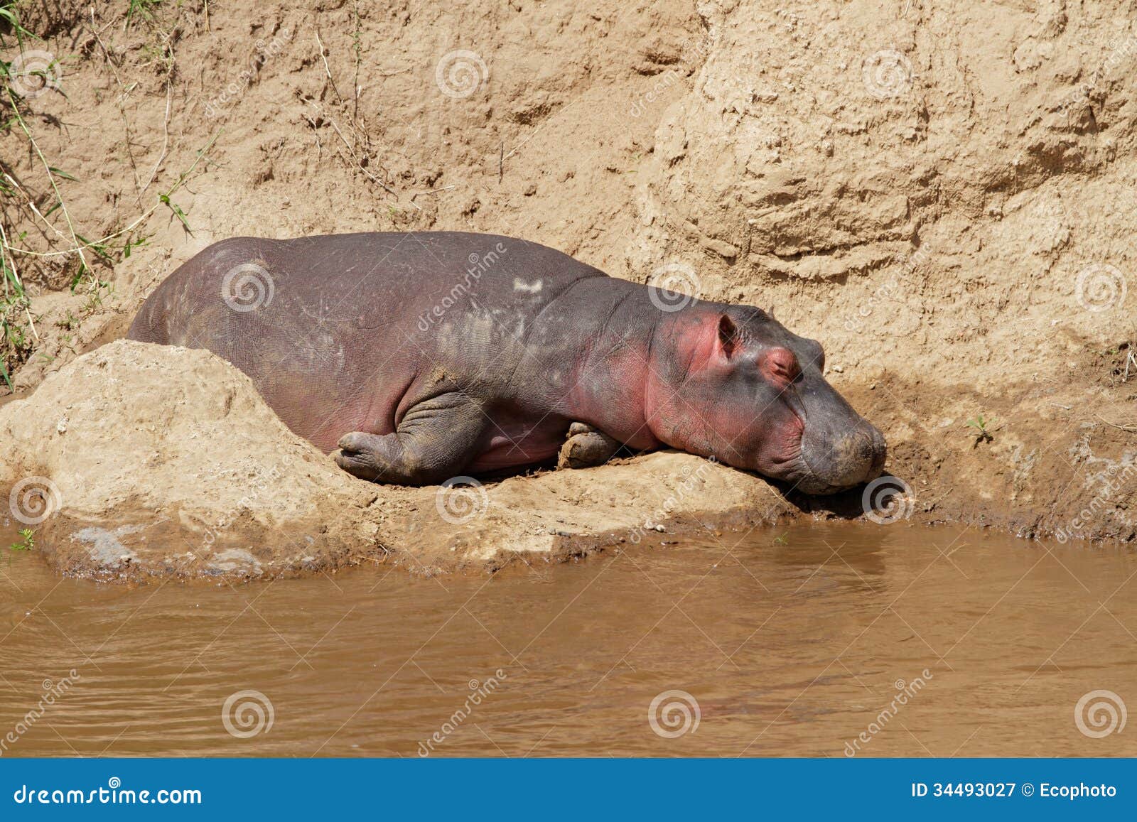 Riposo dell'ippopotamo. Ippopotamo (amphibius dell'ippopotamo) che riposa sulla sponda del fiume, fiume di Mara, Kenya