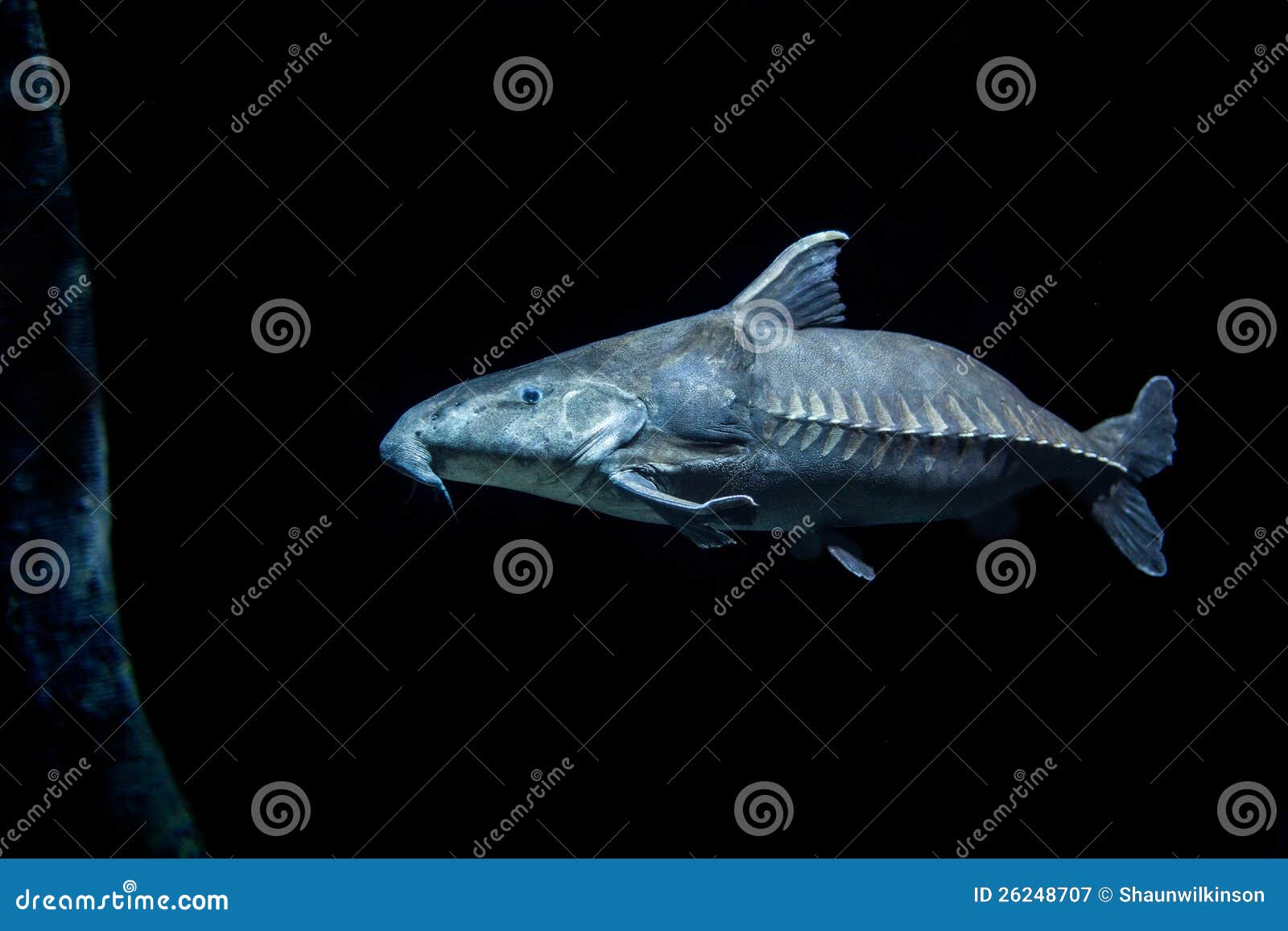 Ripsaw Catfish in Dark Water Stock Image - Image of large, south