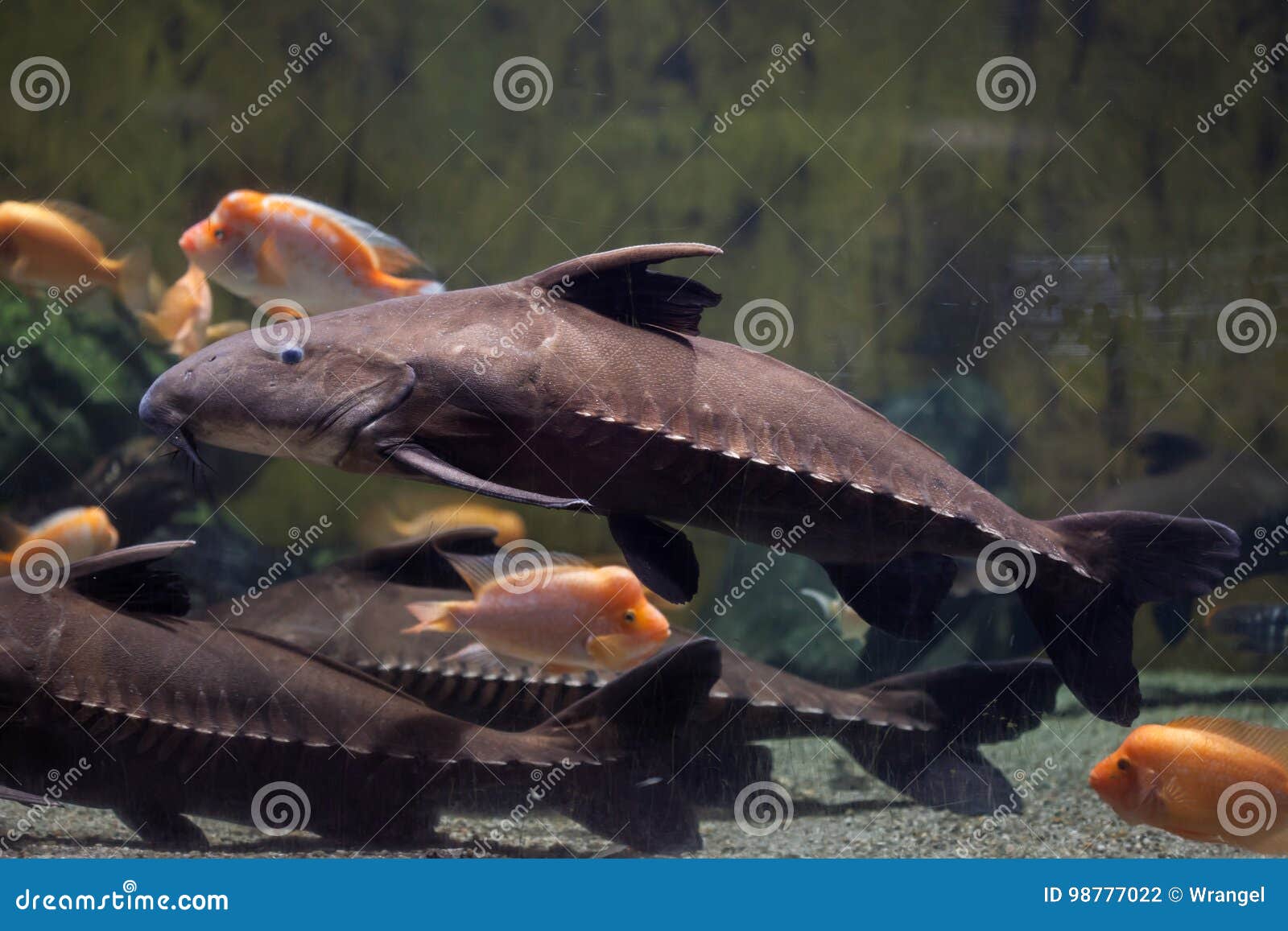 Ripsaw Catfish Oxydoras Niger Stock Photo - Image of freshwater, animals:  98777022