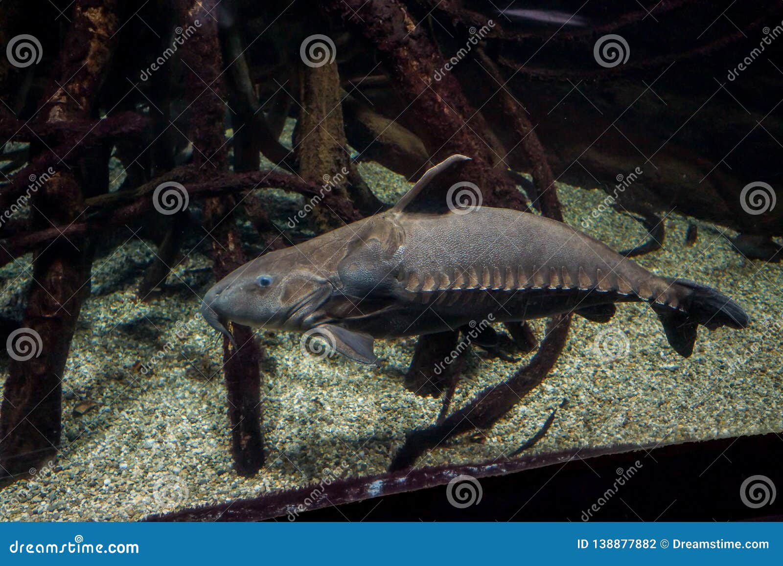 Ripsaw Catfish Oxydoras Niger Stock Photo - Image of oxydoras, aquarium:  138877882