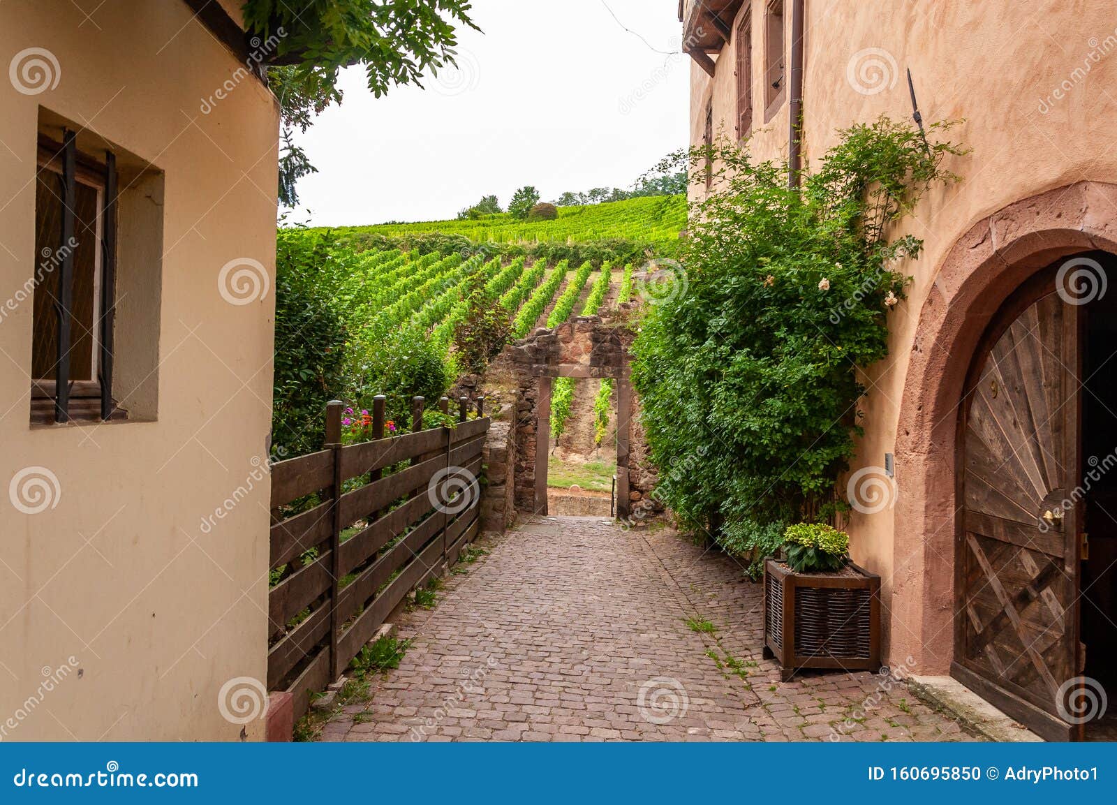 riquewihr in alsace, france. enchanting medieval village. view of the vineyards from the old village within the walls.