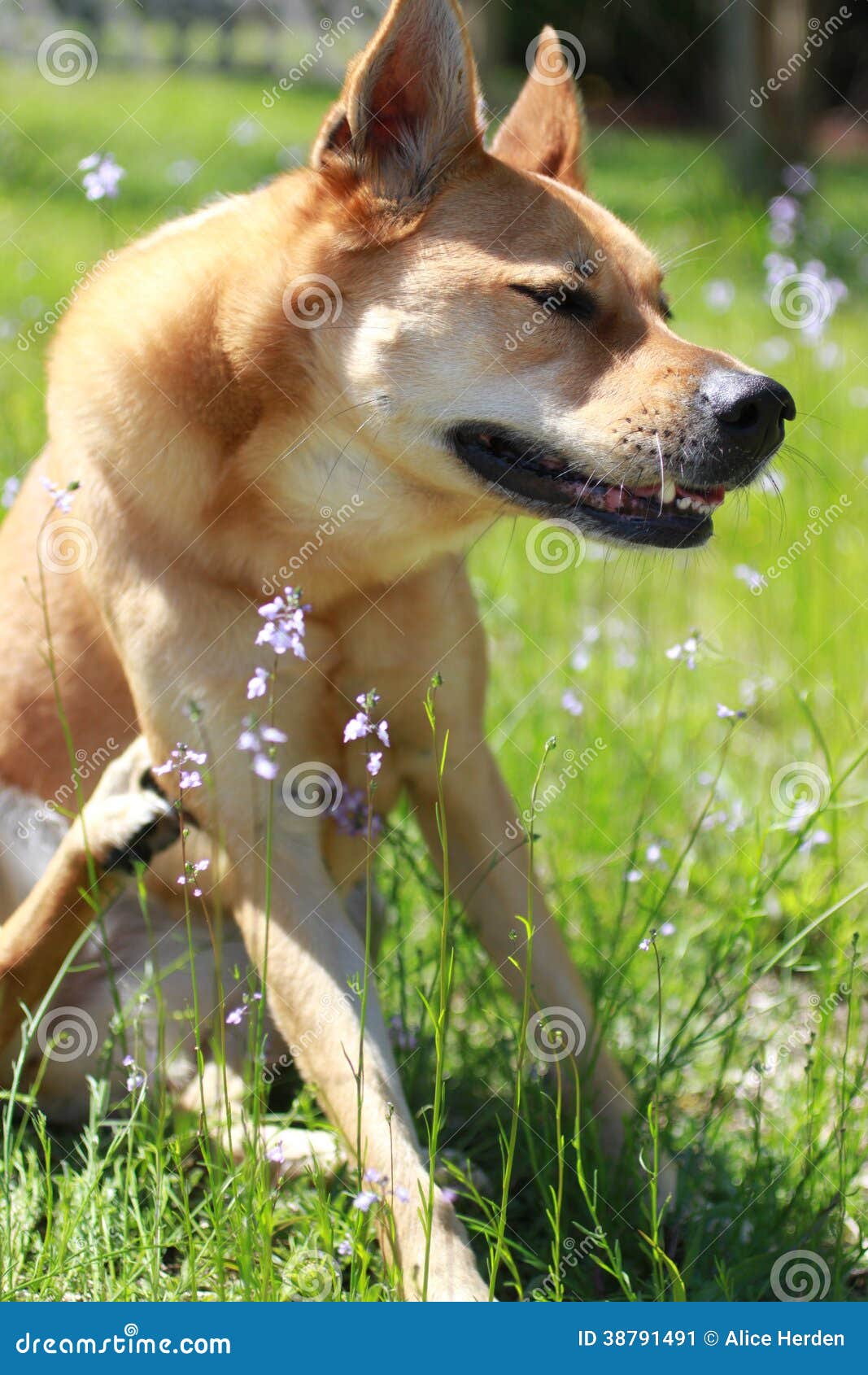 Risco do cão. Foto de um cão que risca seu pé dianteiro.