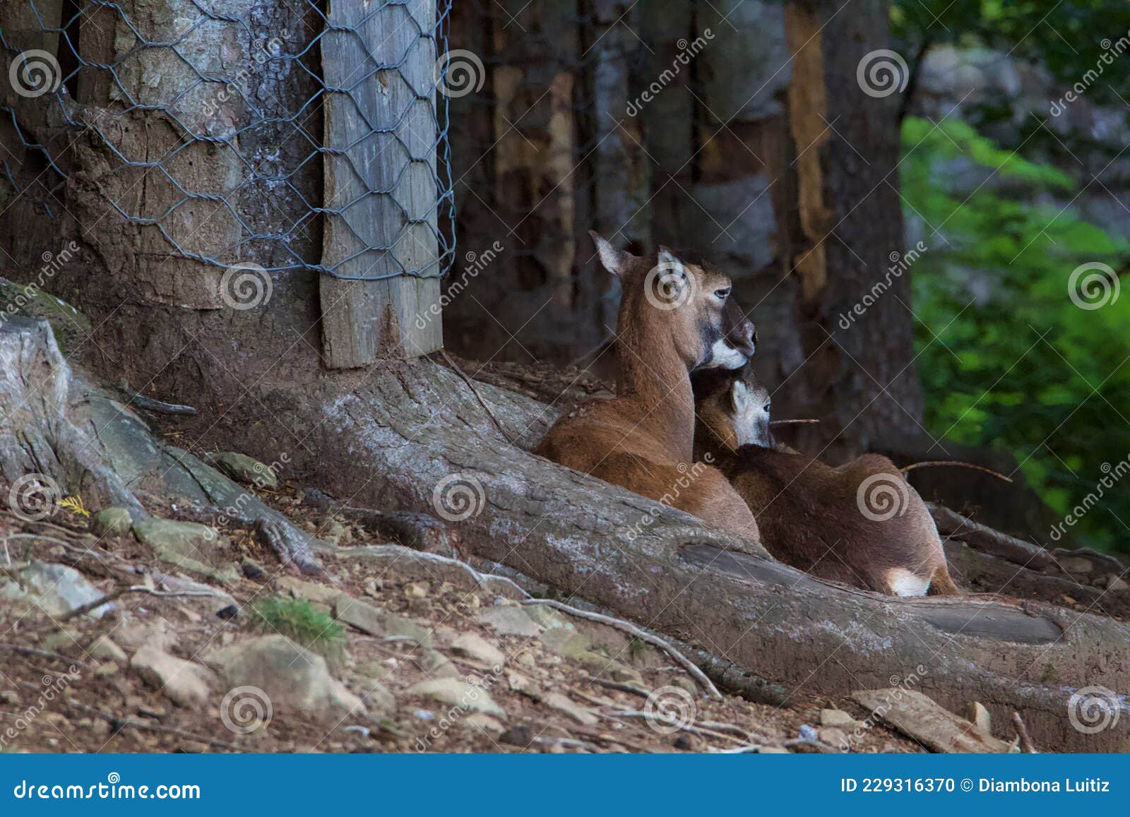 parco dell`orecchiella coppia di mufloni