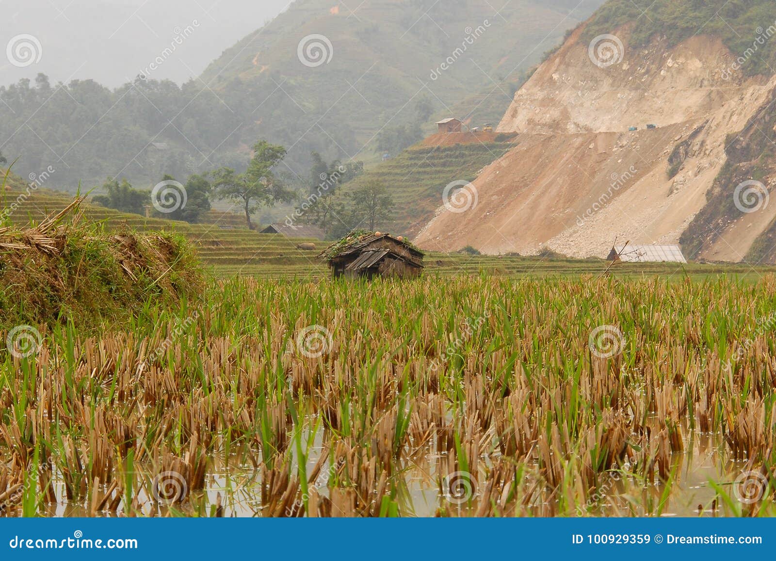 Risfältfält i Sapa Vietnam. Risfältfält i den Sapa staden i kullar av norr Vietnam