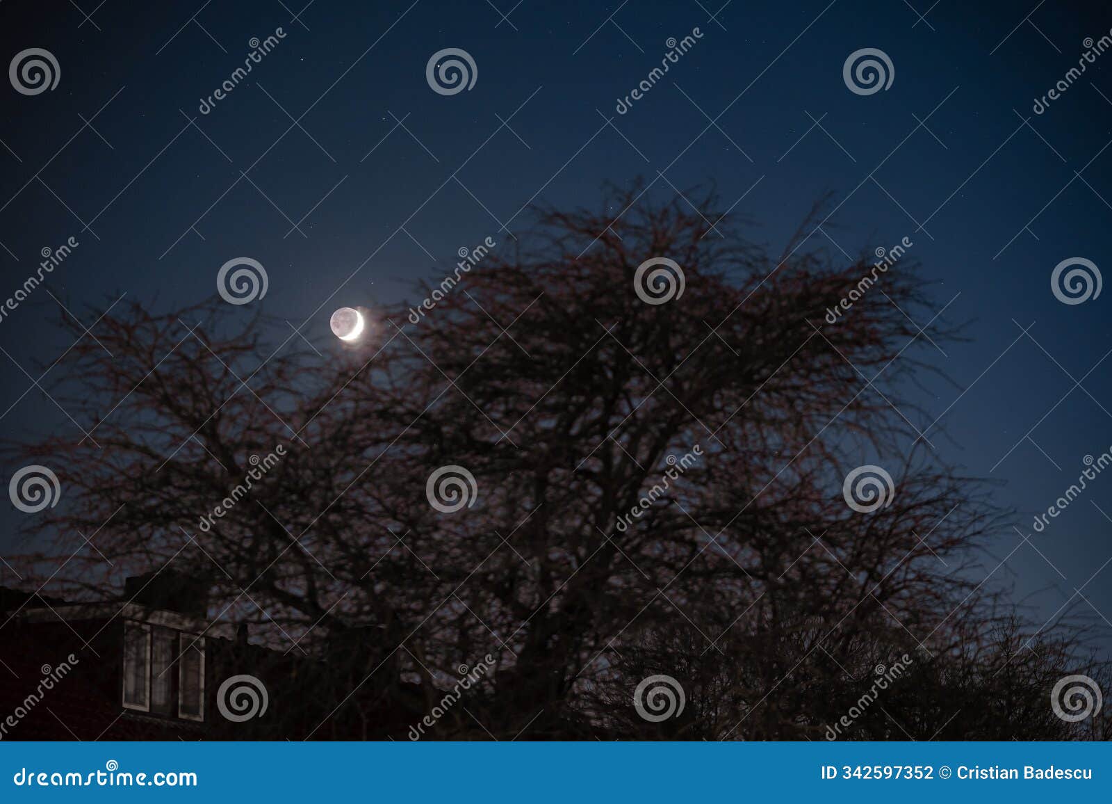 the rising moon in contrast with the silhouette of a tree. earth's natural satellite in the night sky