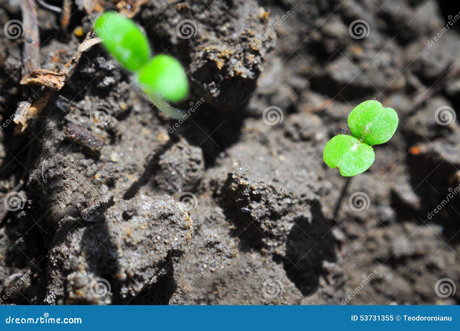 Rising plants stock image. Image of backgrounds, house - 53731355