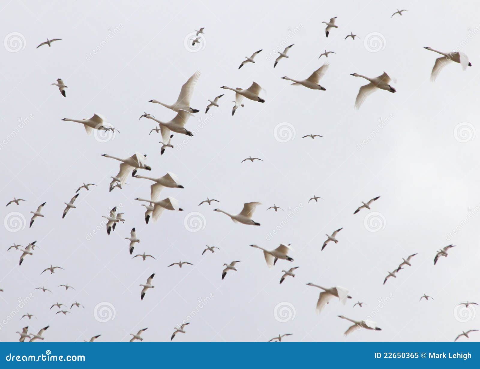 Rising Snow Geese & Tundra Swans Stock Image Image of gaggle