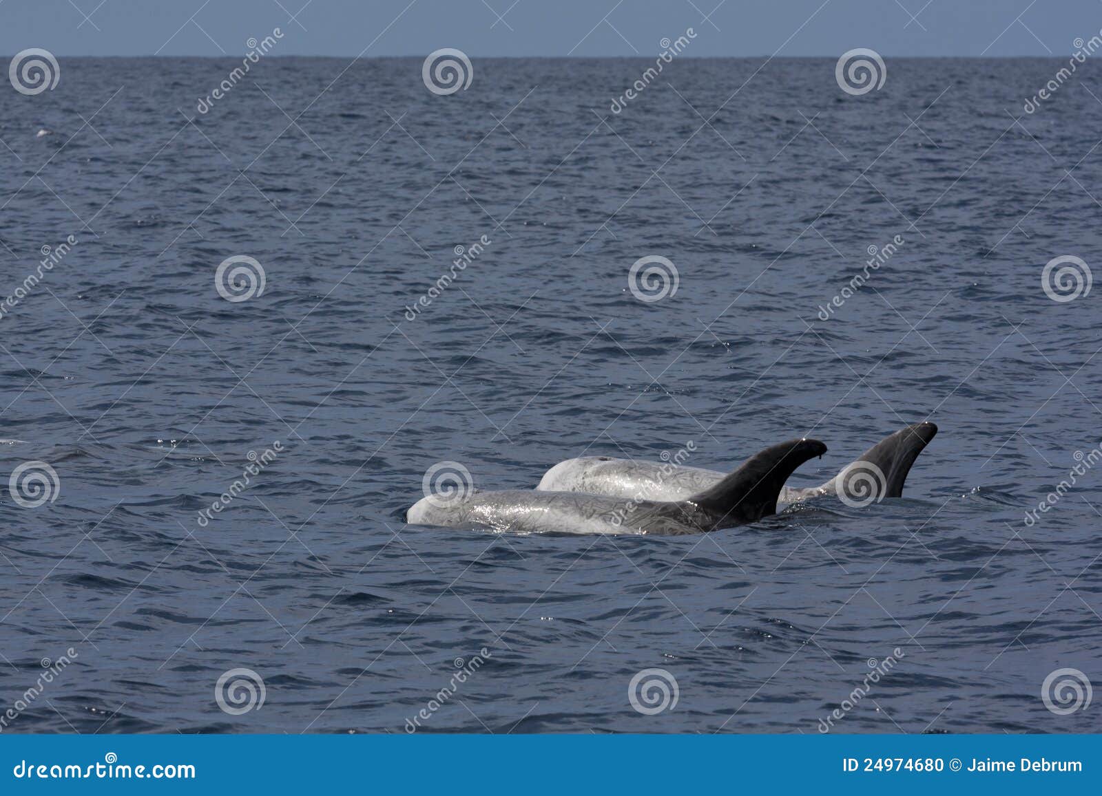 rissos dolphin (grampus griseus)
