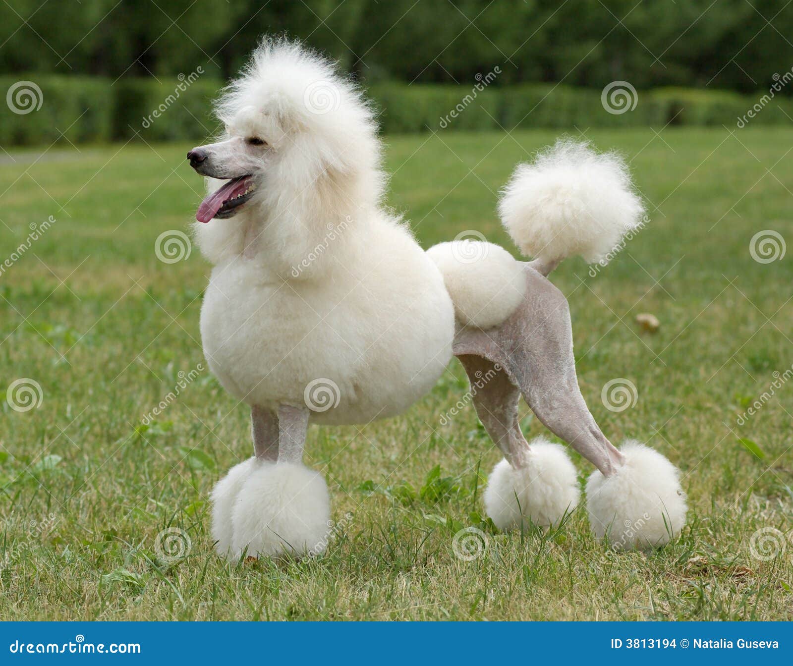 Ritratto Bianco Del Cane Di Barboncino Di Formato Del Re Fotografia Stock Immagine Di Gruppo Hound