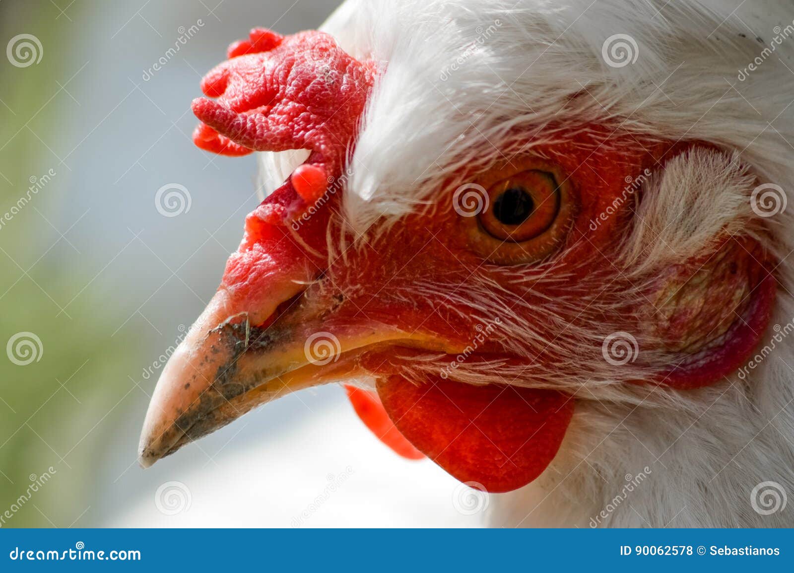 Ritratto bianco del pollo fotografia stock. Immagine di fauna 90062578