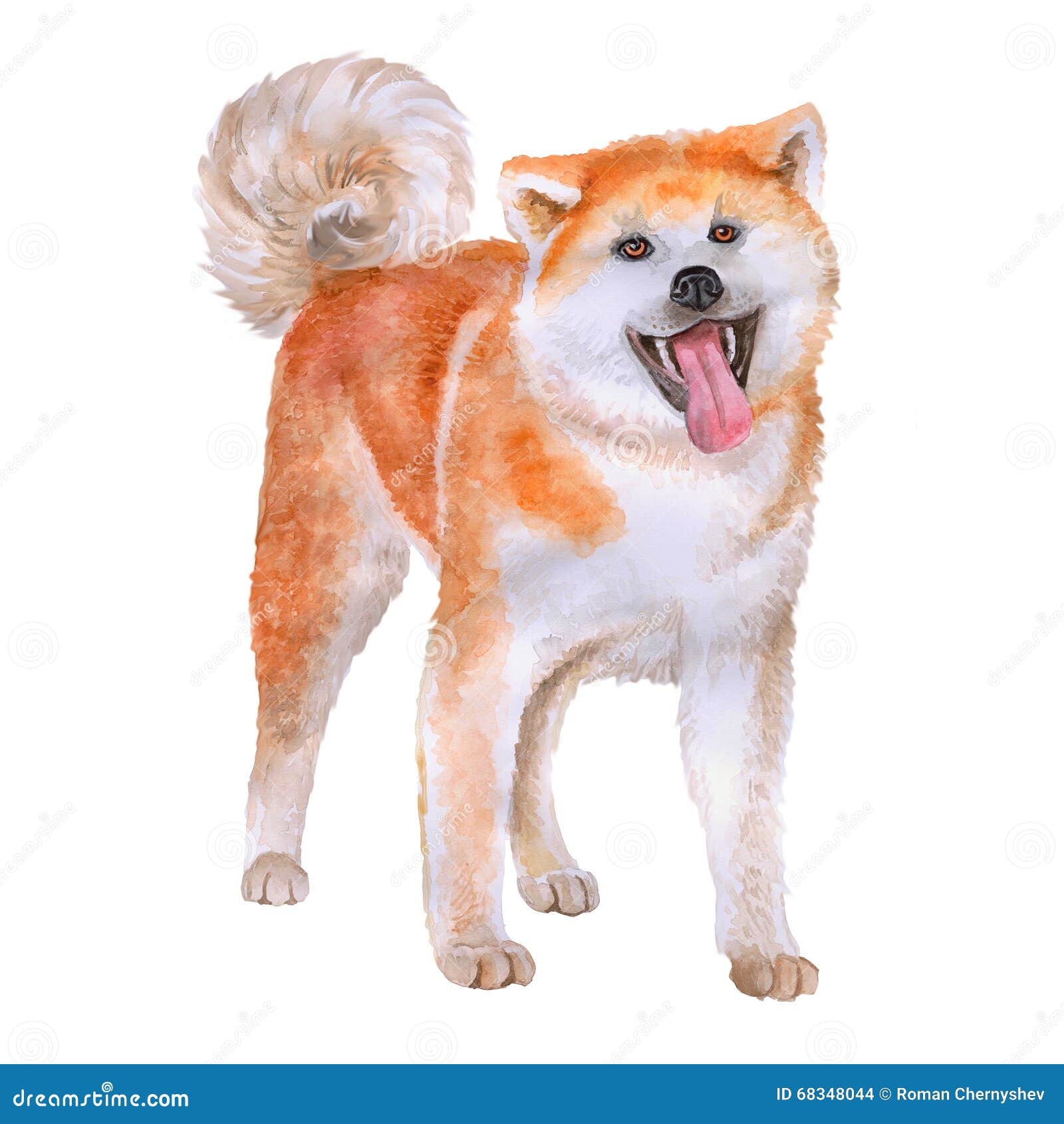 Ritratto dell acquerello di Akita rosso Akita inu cane di Hakita su fondo bianco Animale domestico domestico dolce disegnato a