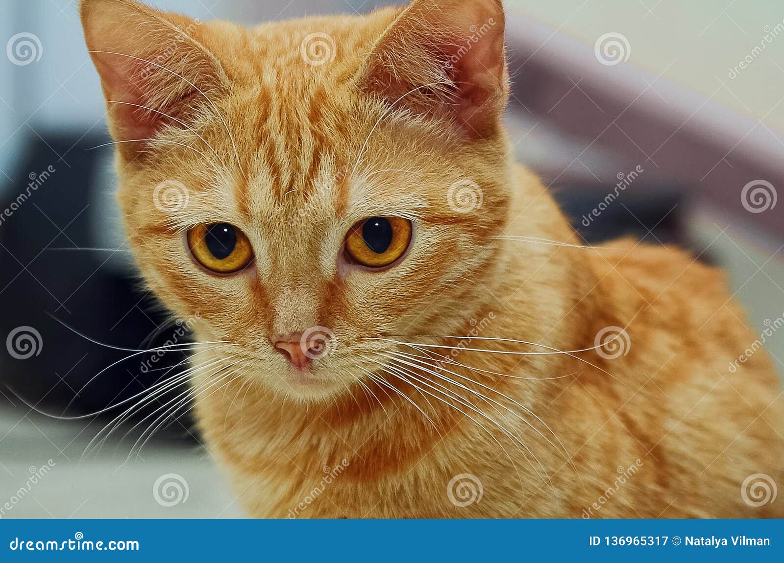 Ritratto di bello gatto rosso con gli occhi gialli, primo piano