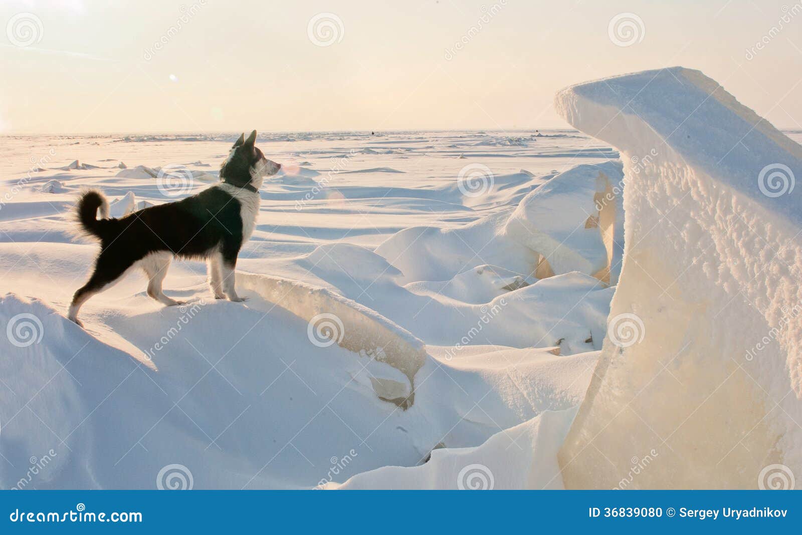 Ritratto di inverno di un cane. Il cane - protegge gli spazi aperti del ghiaccio. Ritratto di inverno di un cane su una banchisa. Inverno. La Russia