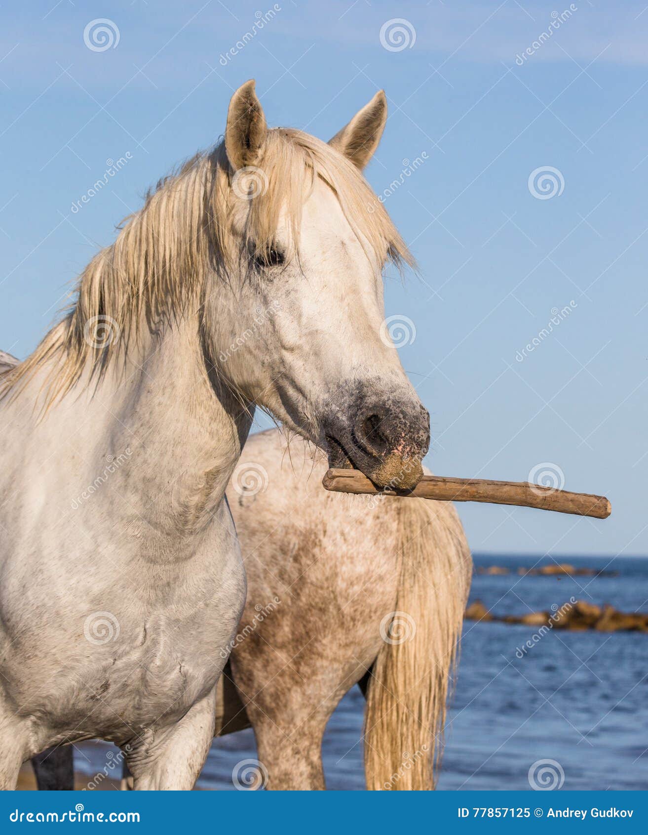 Ritratto Di Un Cavallo Bianco Di Camargue Con Un Bastone Nella Sua Bocca  Maschera Divertente Camargue De Parc Regionale France La Immagine Stock -  Immagine di freno, provenienza: 77857125