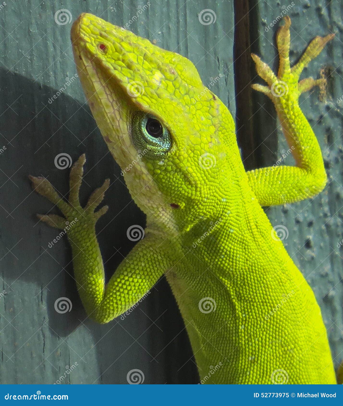 Ritratto verde di Anole. Una fine sul ritratto di un verde Anole che è il solo nativo del anole a U S Camaleonti a volte chiamati a causa della loro abilità colore-cambiante, possono provenire dovunque da verde smeraldo a marrone o a grigio