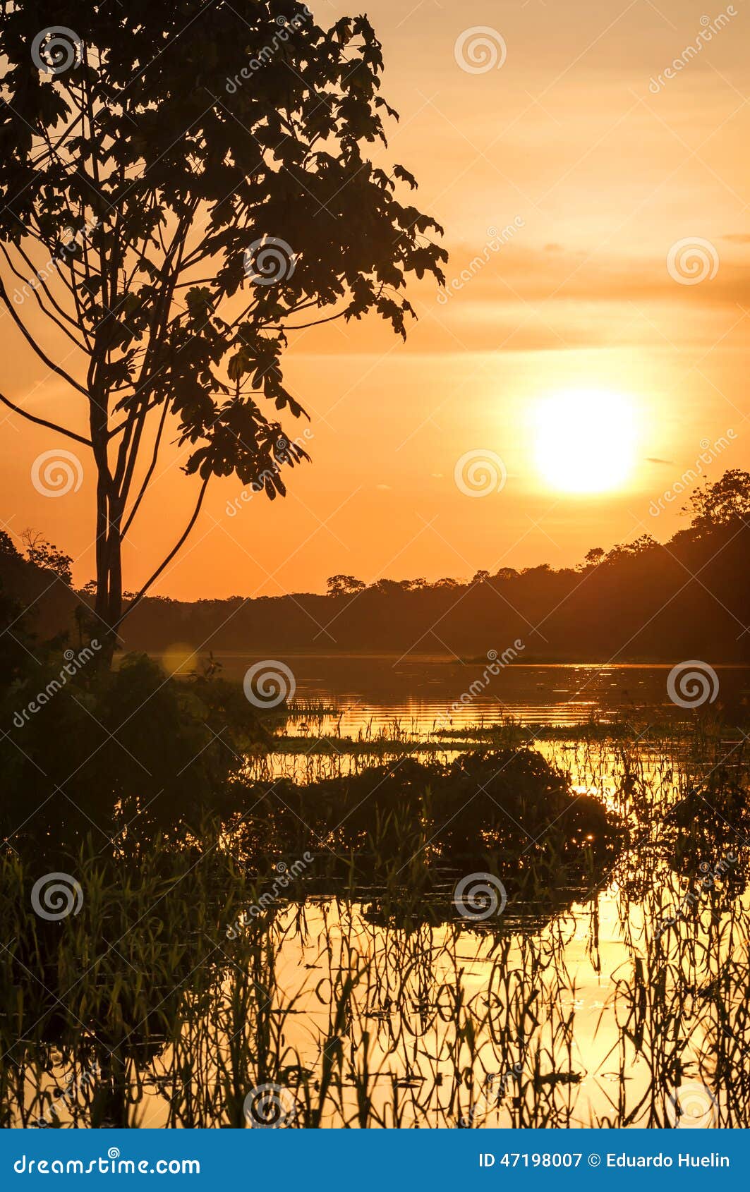 River in the Amazon Rainforest at Dusk, Peru, South America Stock Image