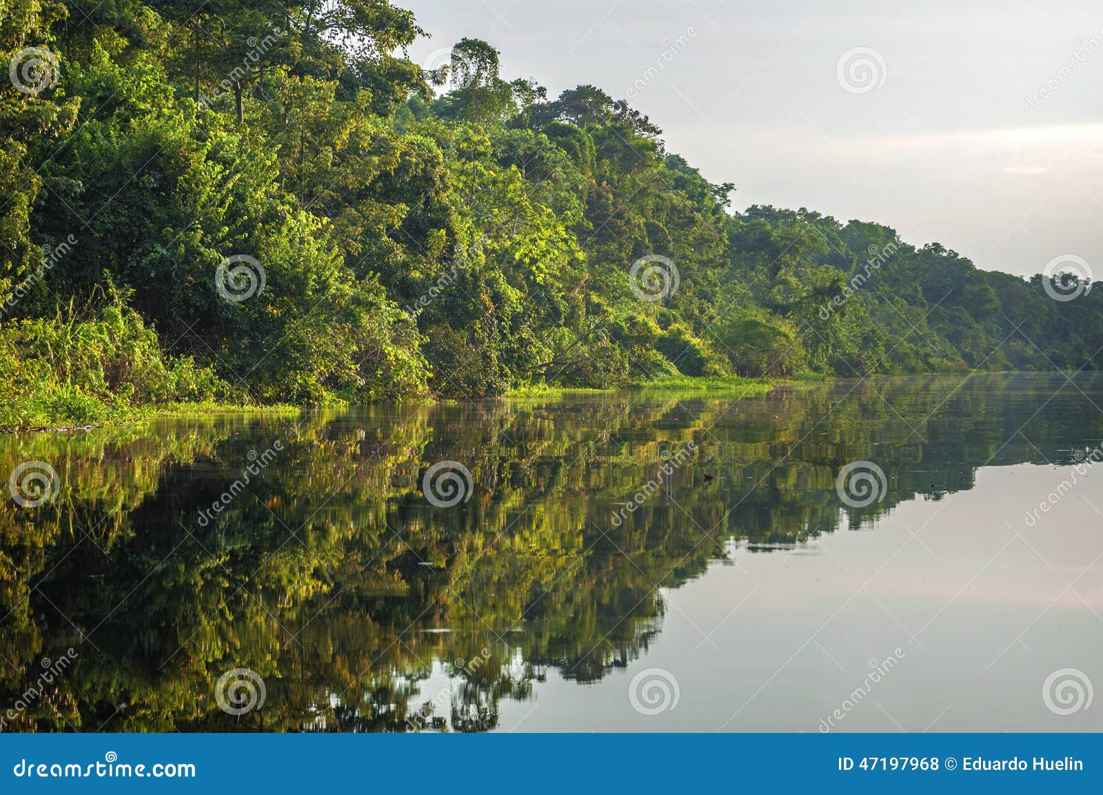 river in the amazon rainforest, peru, south america