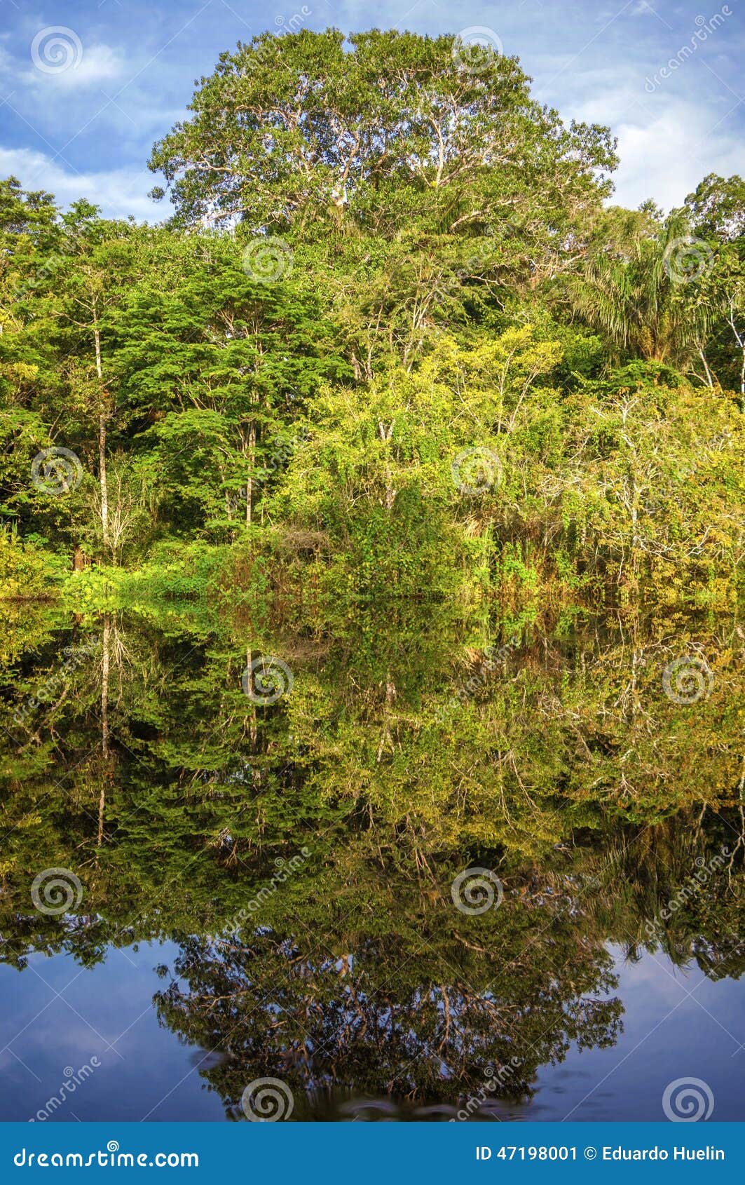 River in the Amazon Rainforest, Peru, South America Stock Image Image of clean, cool 47198001