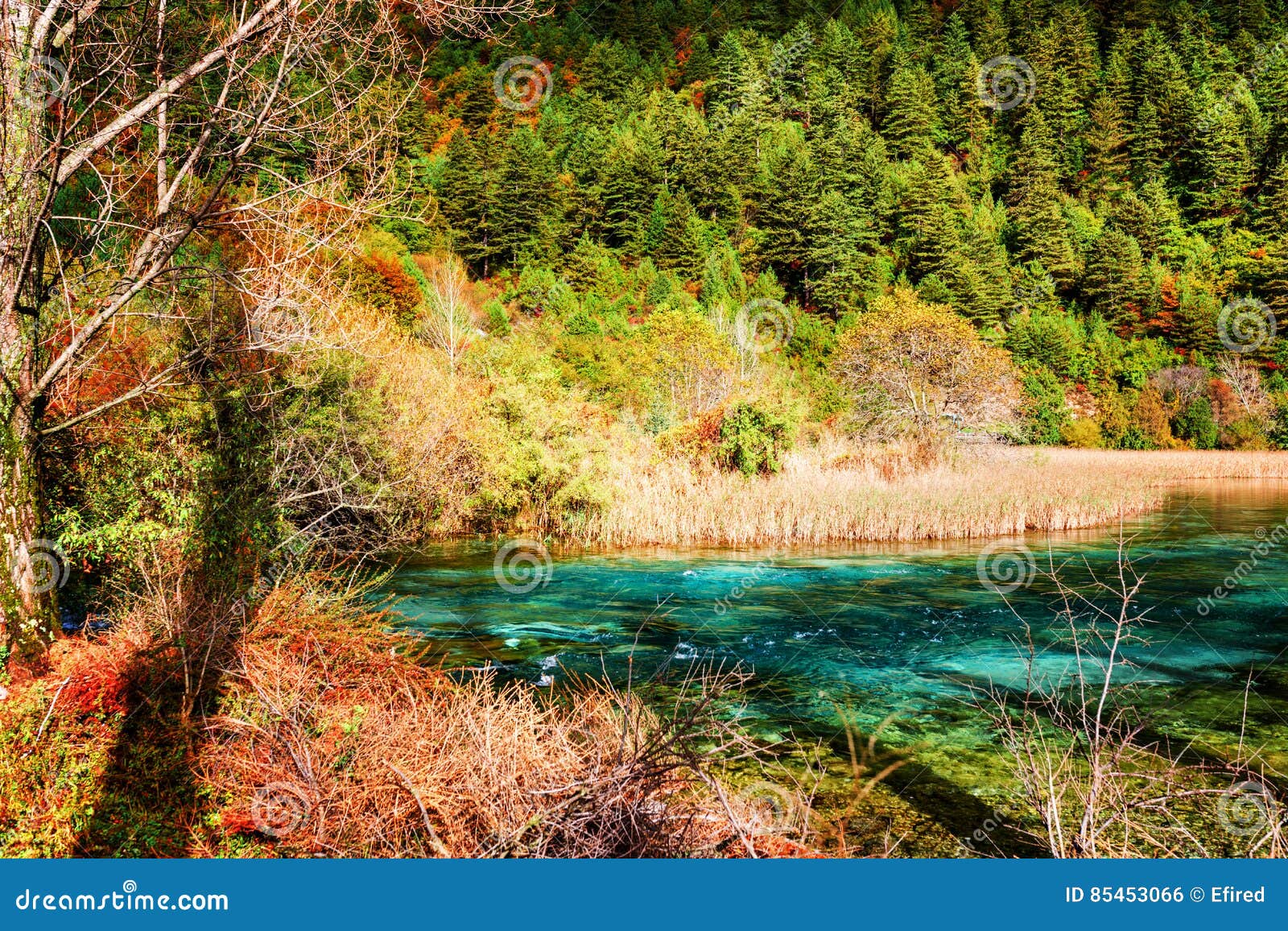 River With Azure Crystal Water Among Evergreen Woods In Autumn Stock