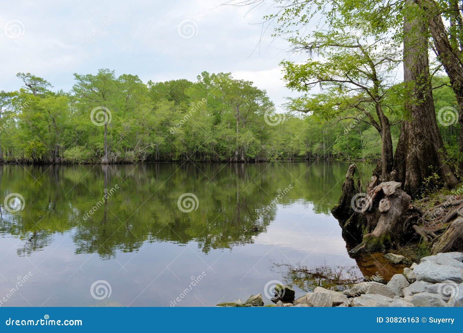 River Bank Forest Reflection, Black River NC Stock Image Image of