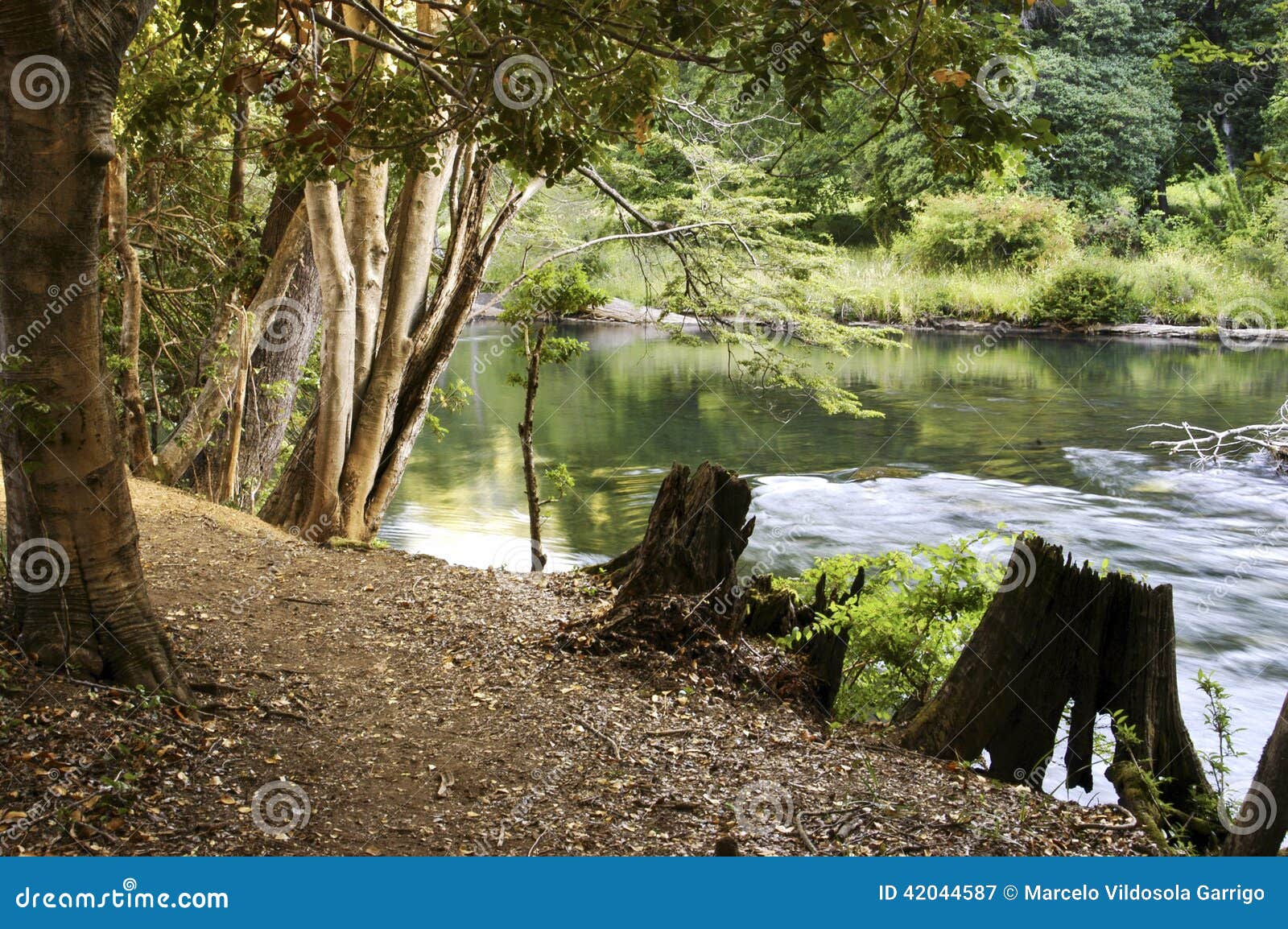 The river bank forest stock image. Image of landscape 42044587