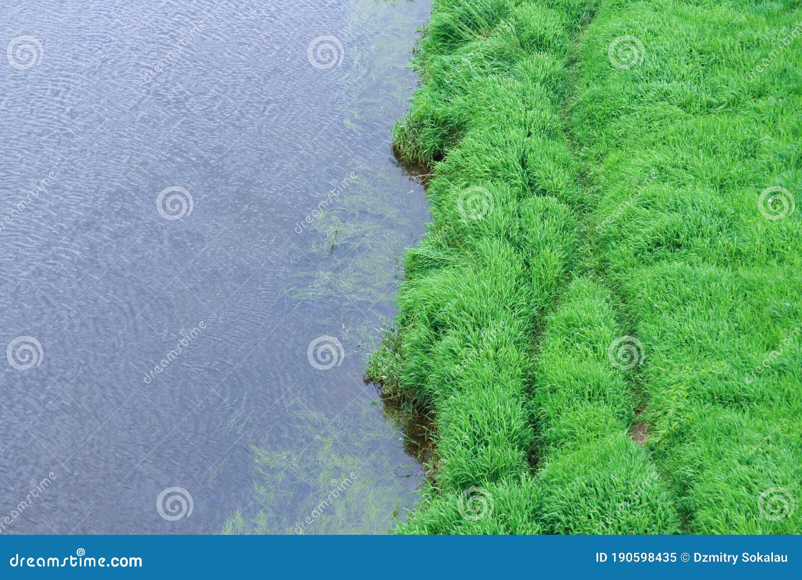 River Bank with Green Grass and Reed Top View Stock Image - Image of ...