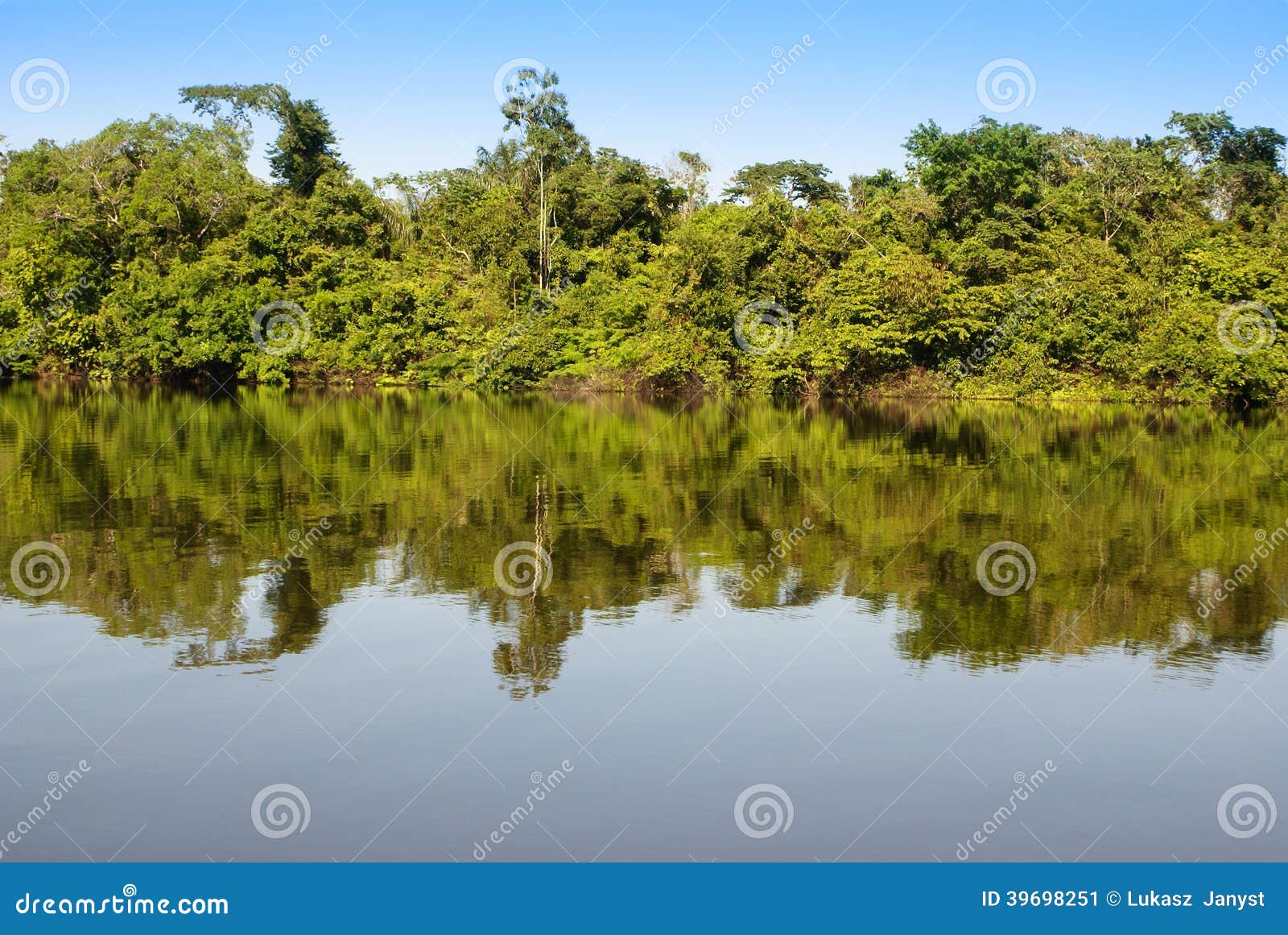 A River and Beautiful Trees in a Rainforest Peru Stock Image Image of