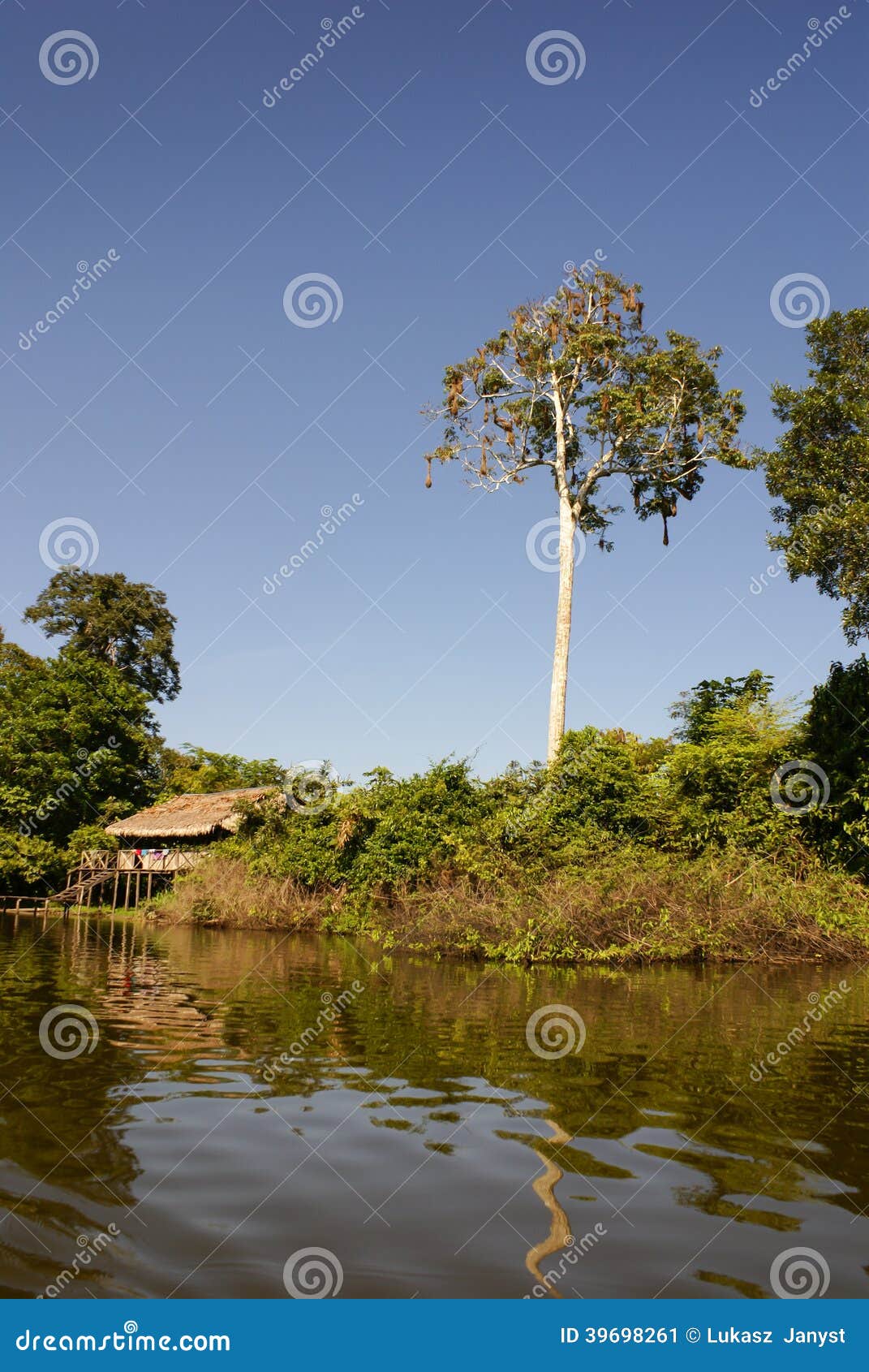 A River and Beautiful Trees in a Rainforest Peru Stock Image Image of