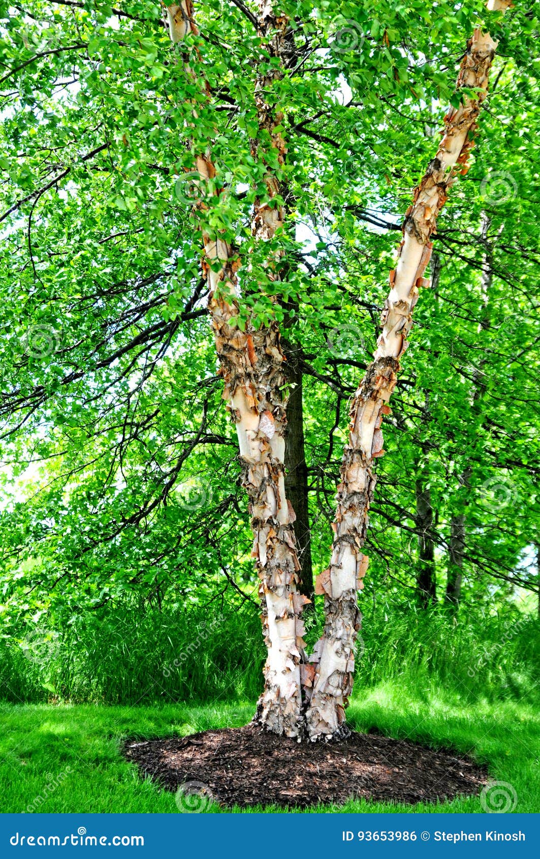 river birch tree