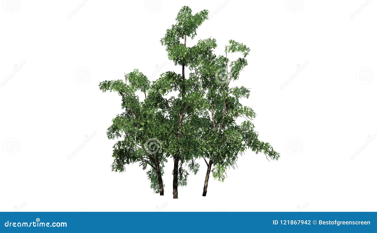 River birch trees stock photo. Image of green, illustration - 121867942