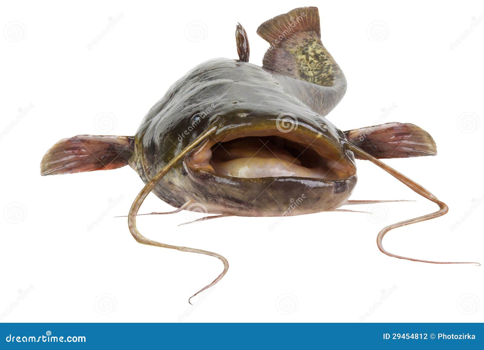 990 One Catfish Stock Photos - Free & Royalty-Free Stock Photos from  Dreamstime
