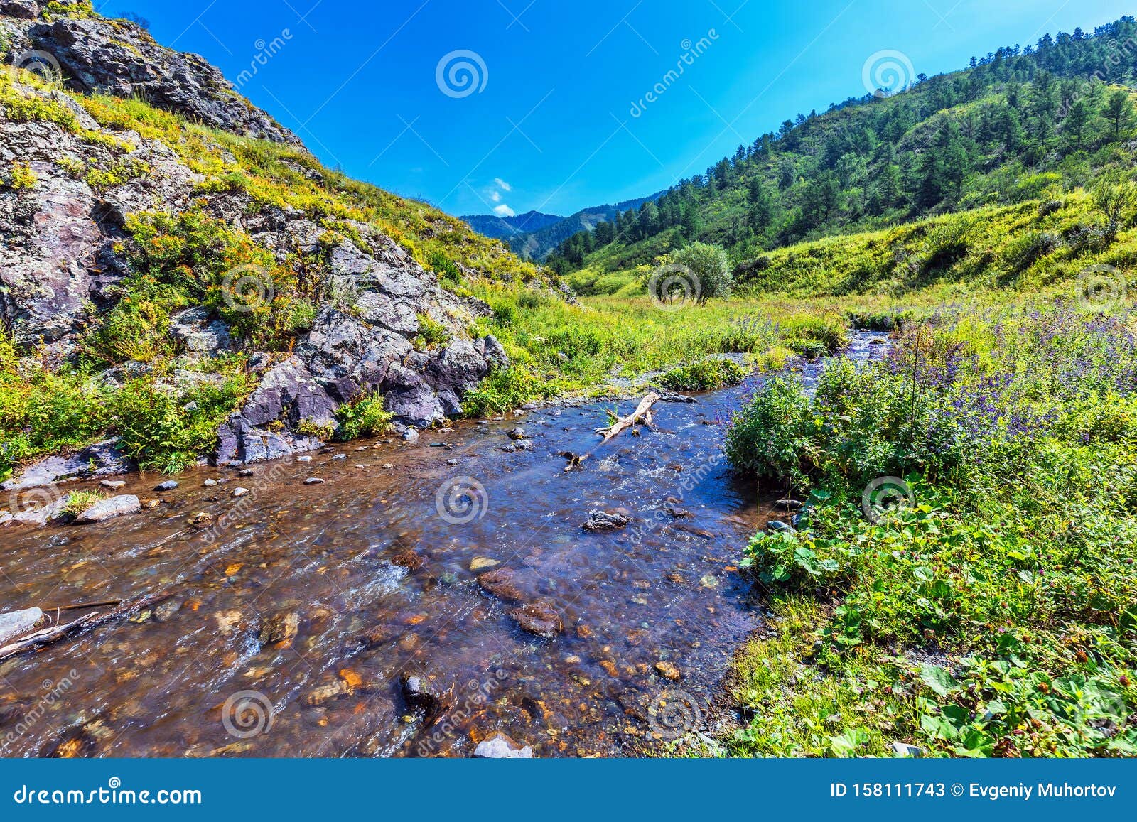 River Chobe Chemal Gorny Altai Siberia Russia Stock Image Image