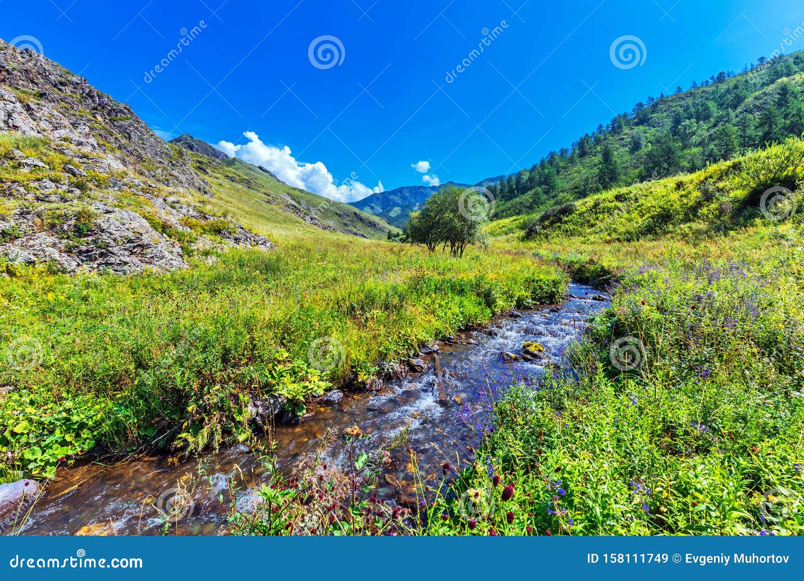 River Chobe Chemal Gorny Altai Siberia Russia Stock Image Image