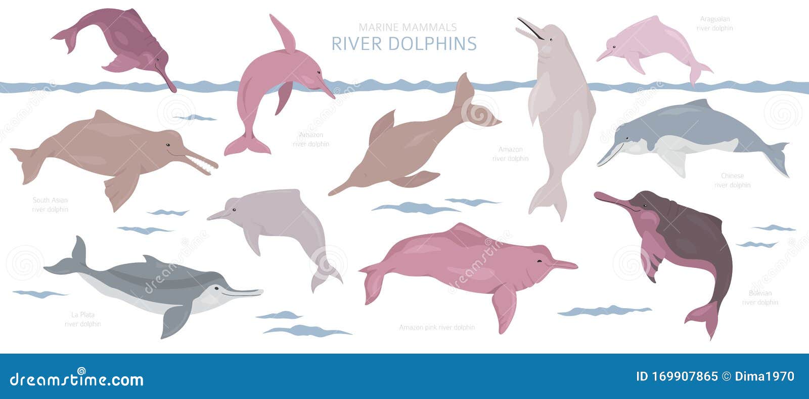 Amazon River Dolphin Stock Illustrations 73 Amazon River Dolphin Stock Illustrations Vectors Clipart Dreamstime