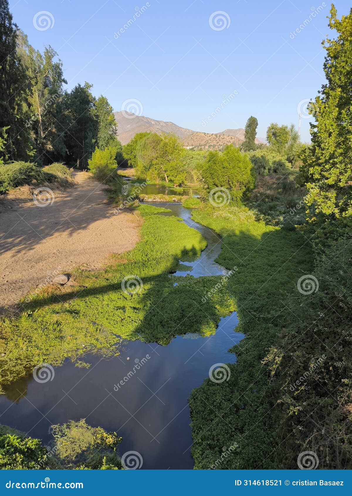 the river or estuary of catemu with its little water and great vegetation, trees and grass, summer afternoon, amateur photography