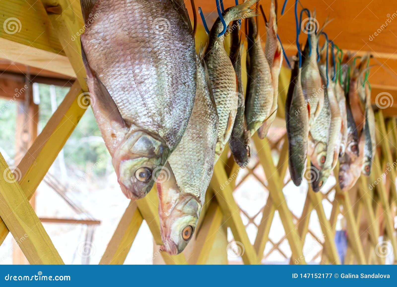 River Fish Hanging Upside Down Dried on a Rope Stock Image Image of