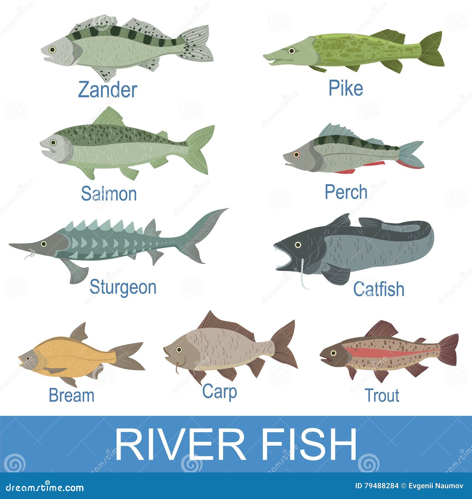 River Fish Identification Slate With Names Stock Vector - Image ...