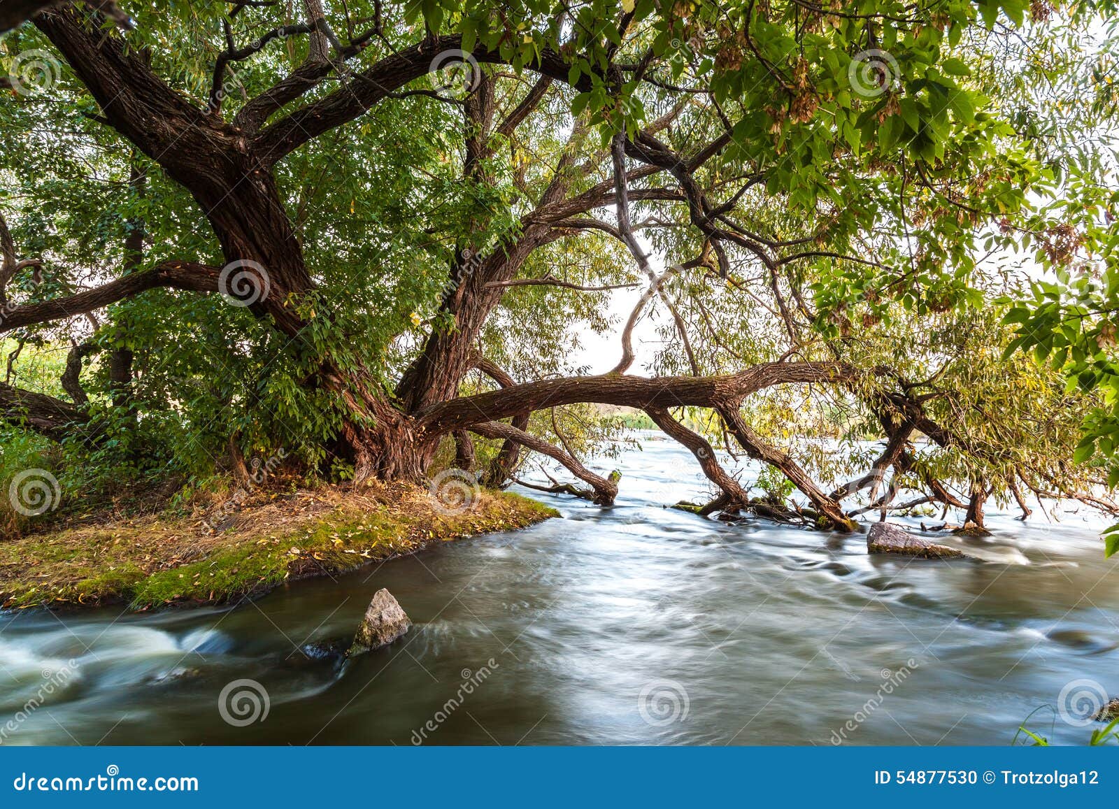 river flow in the rocks near the big green tree