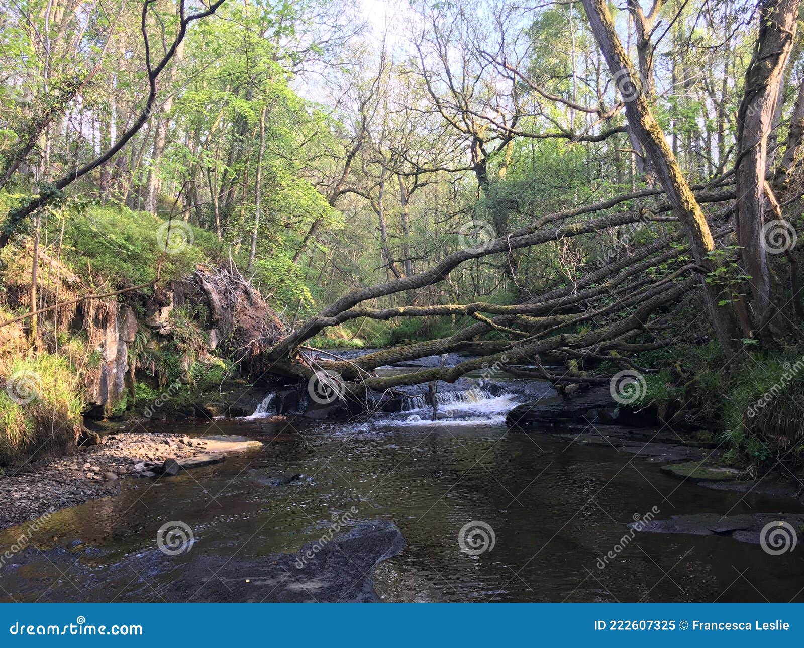 River Flowing through Peaceful Woodland with Large Fallen Tree Stock