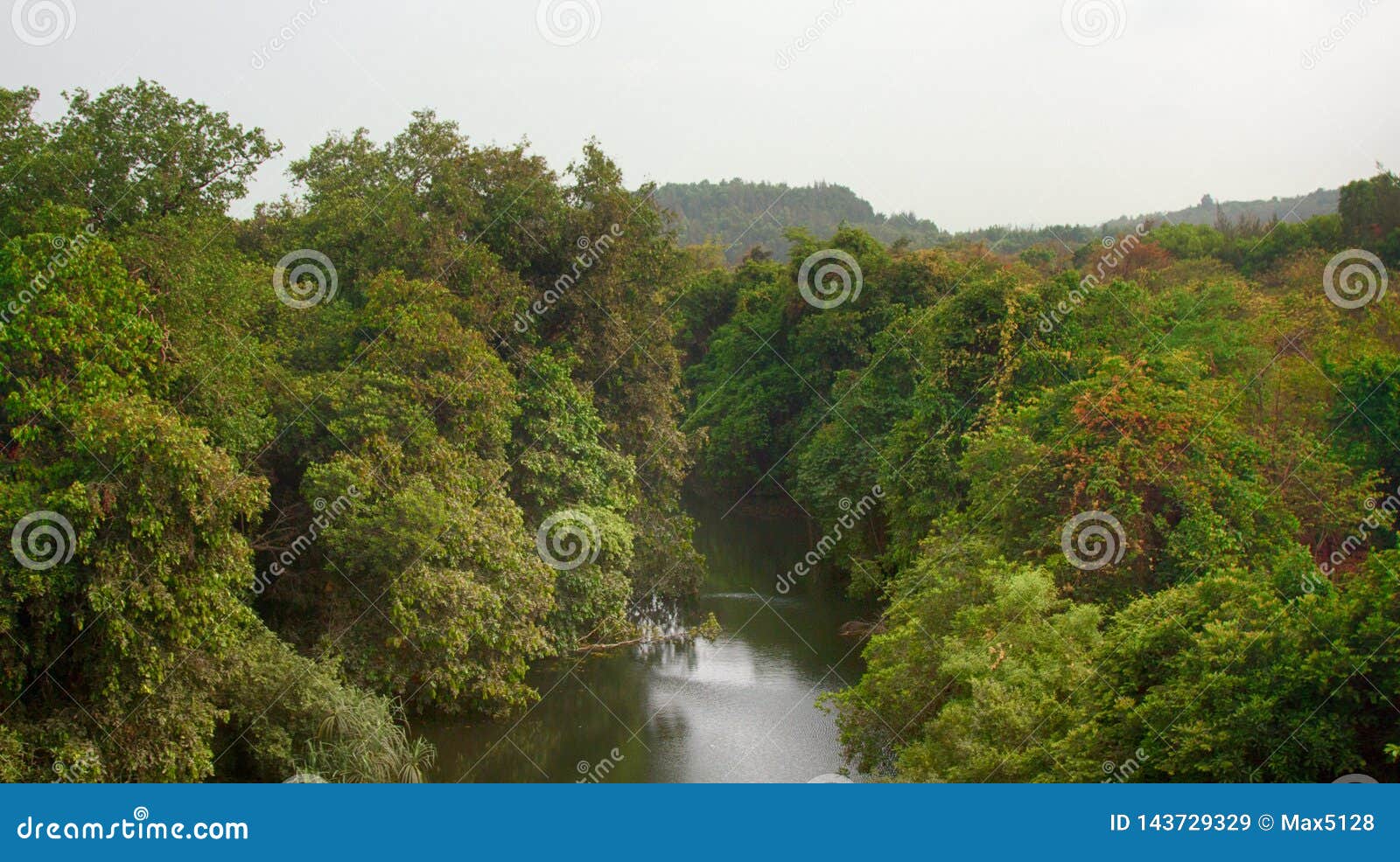 river flowing through rain forest of western ghats