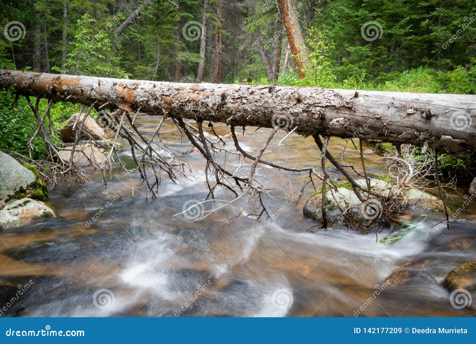 River Flowing Under Fallen Log With Trees Stock Image Image Of